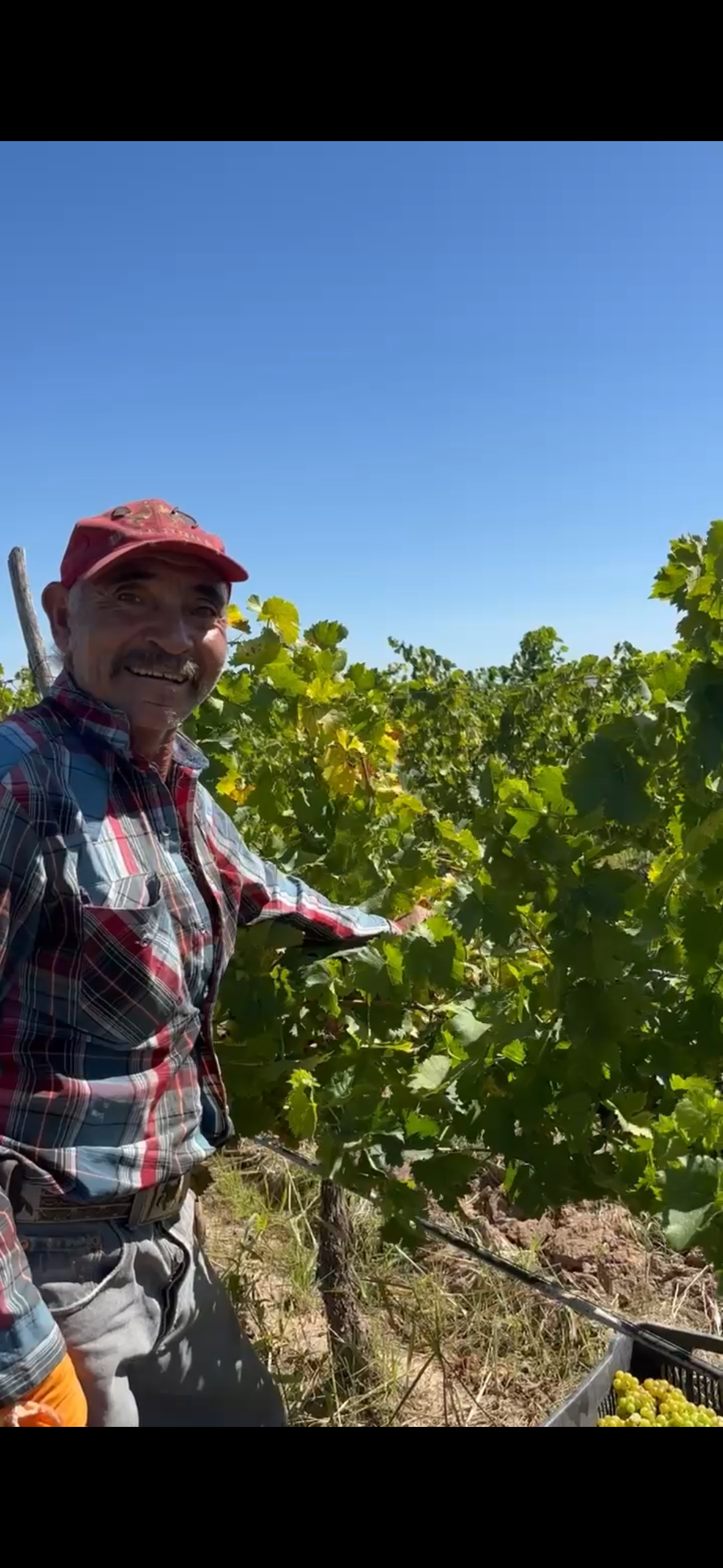Trabajador del campo cosechando uva de Aguascalientes
