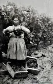 Mujer cosechando en viñedos Ribier a finales del siglo XX en Aguascalientes