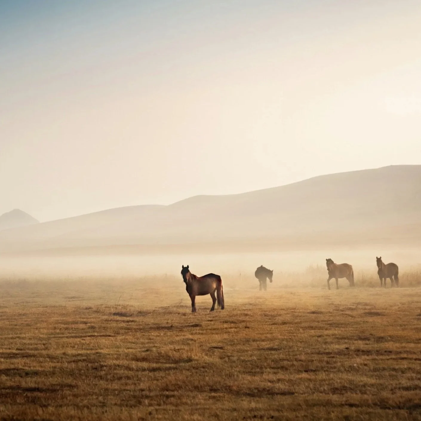 Four horses standing in a foggy field during sunrise or sunset with mountains in the background.