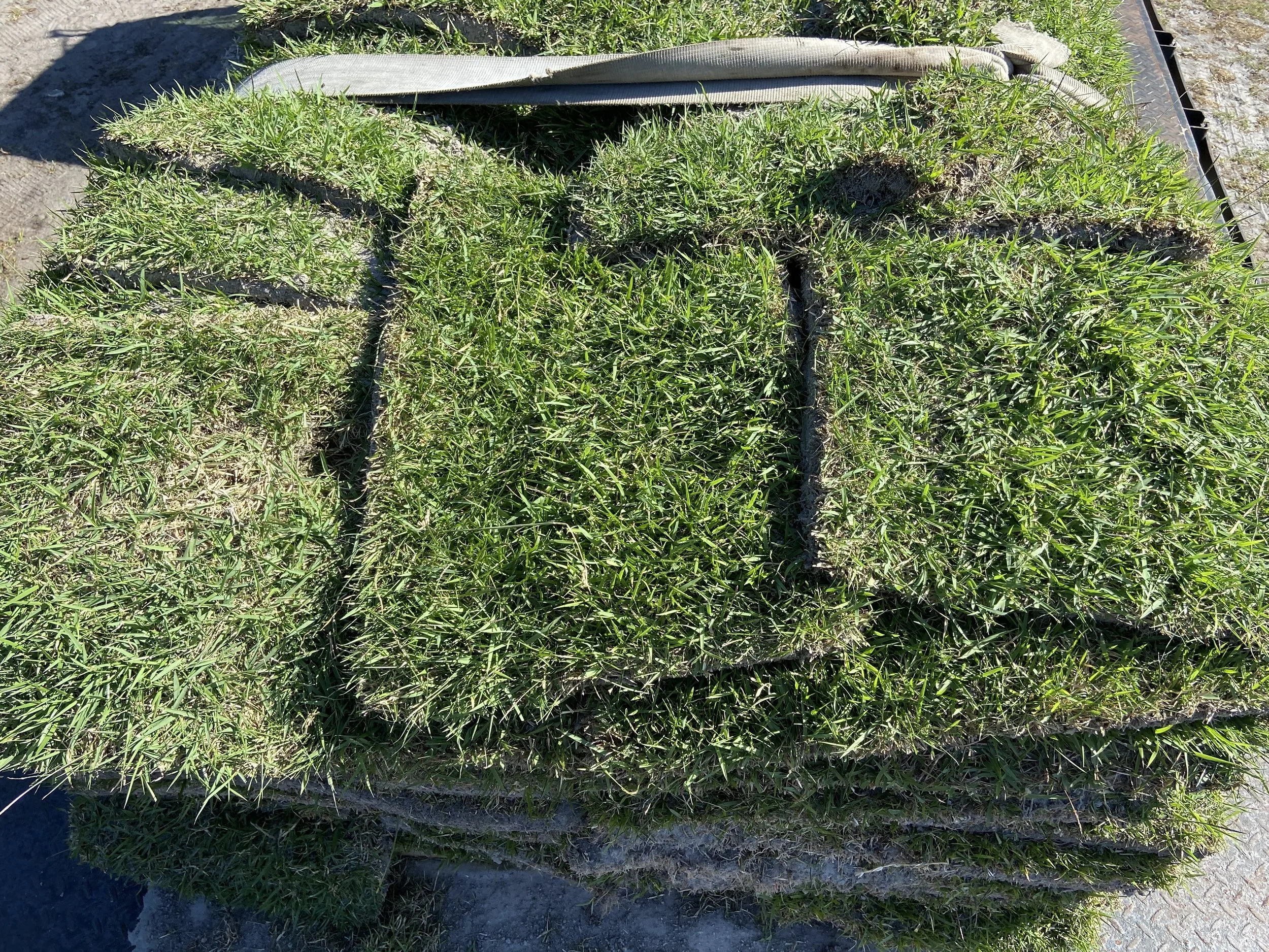 Zoysia on a pallet.jpg