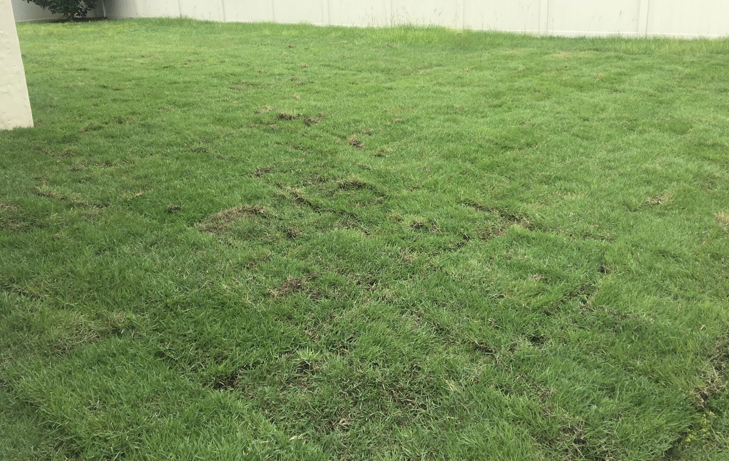 Zoysia Installed.jpg
