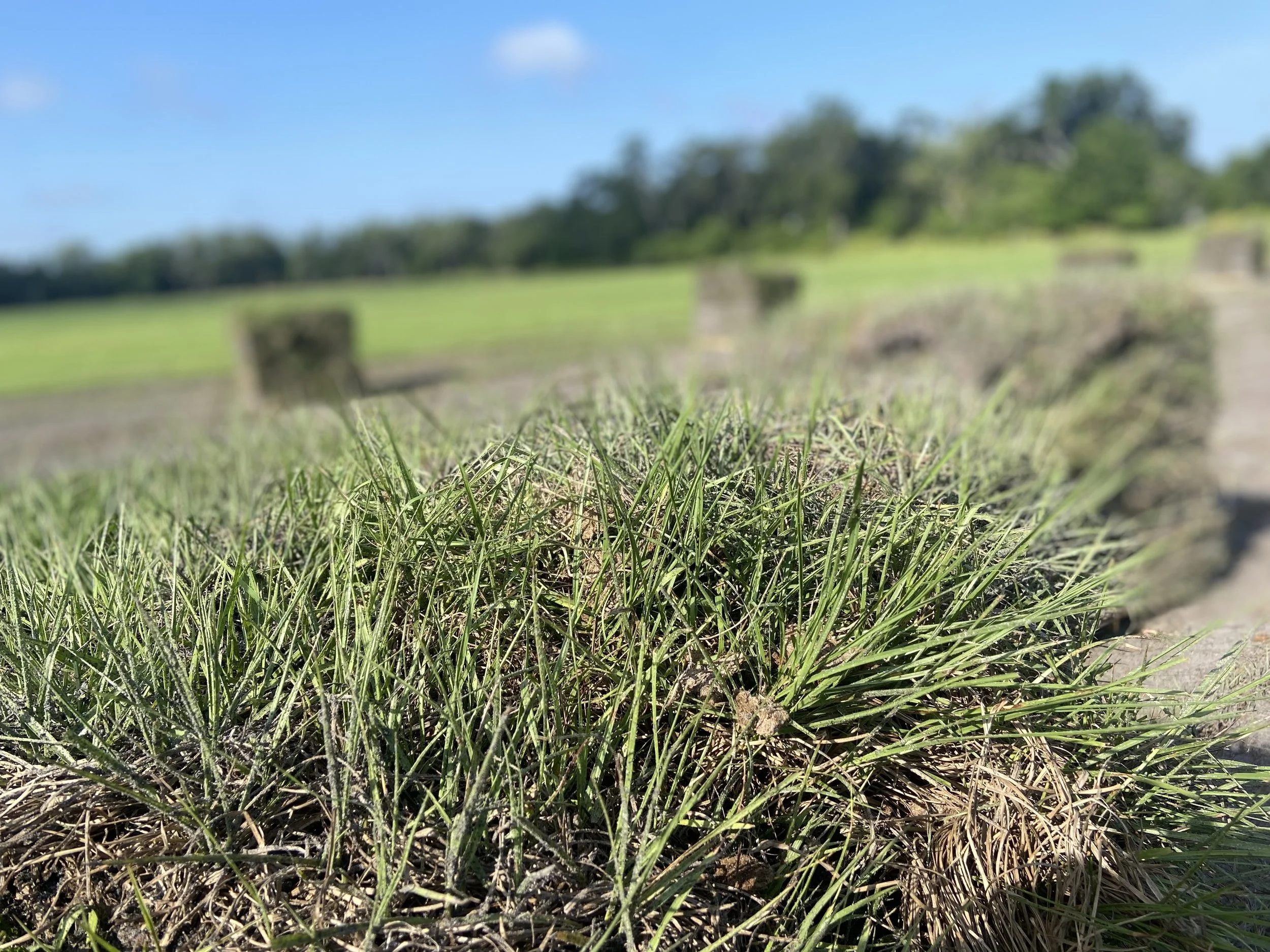 Bahia Up Close 2.jpg