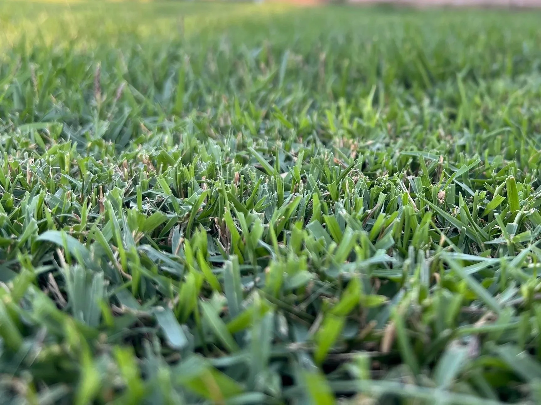 Zoysia