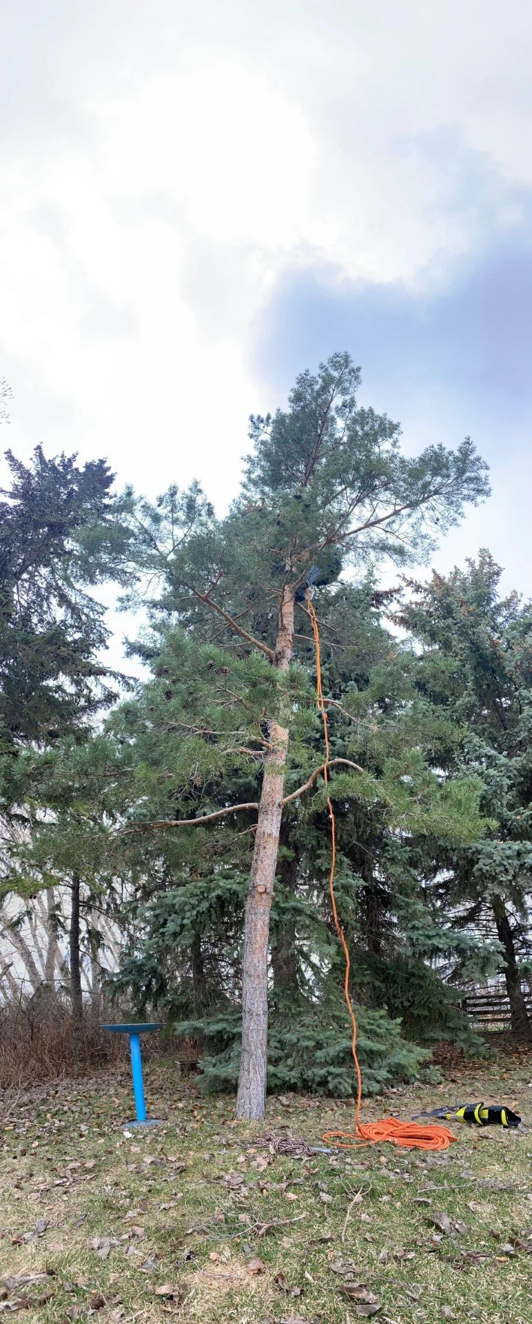 A person climbing a tall pine tree with safety equipment, including a harness and orange rope, on a cloudy day in a yard with other trees and fallen leaves.