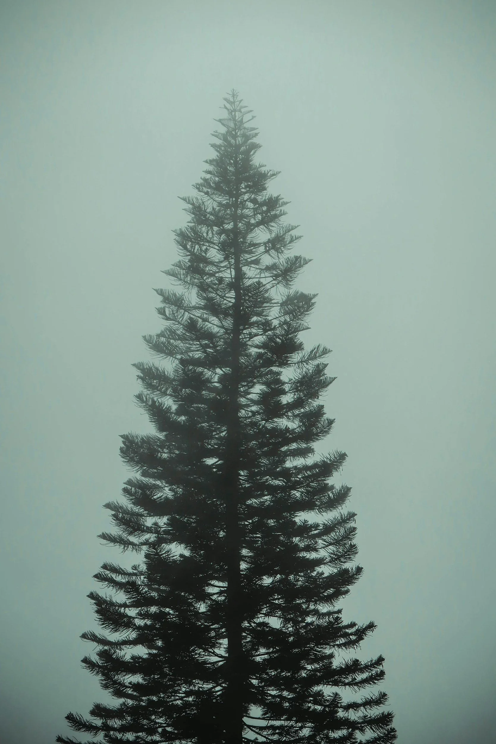 Silhouette of a tall pine tree against a foggy sky.
