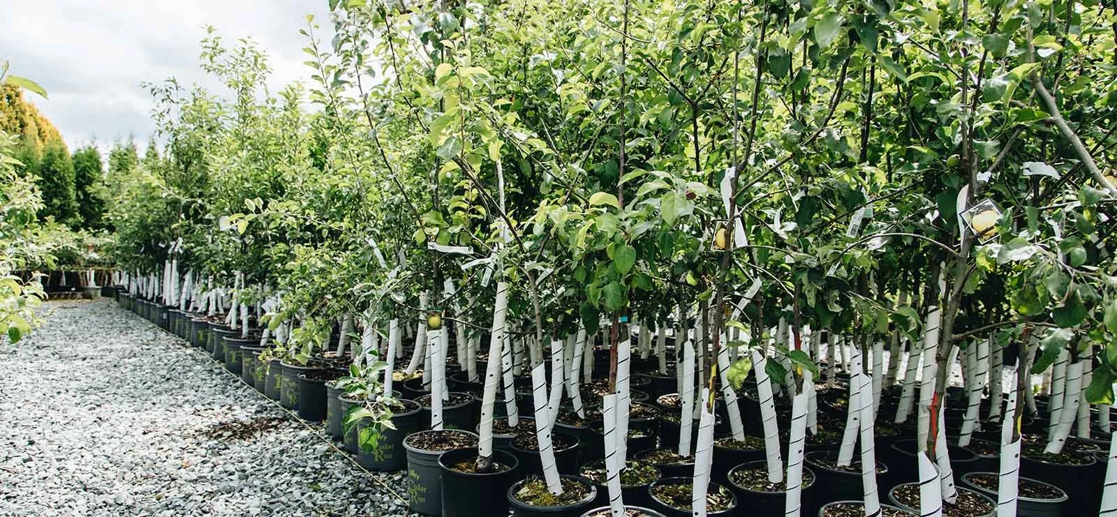 Rows of potted trees with white plastic wrapping around the trunks in a nursery, with a gravel pathway on the left side and green foliage in the background.