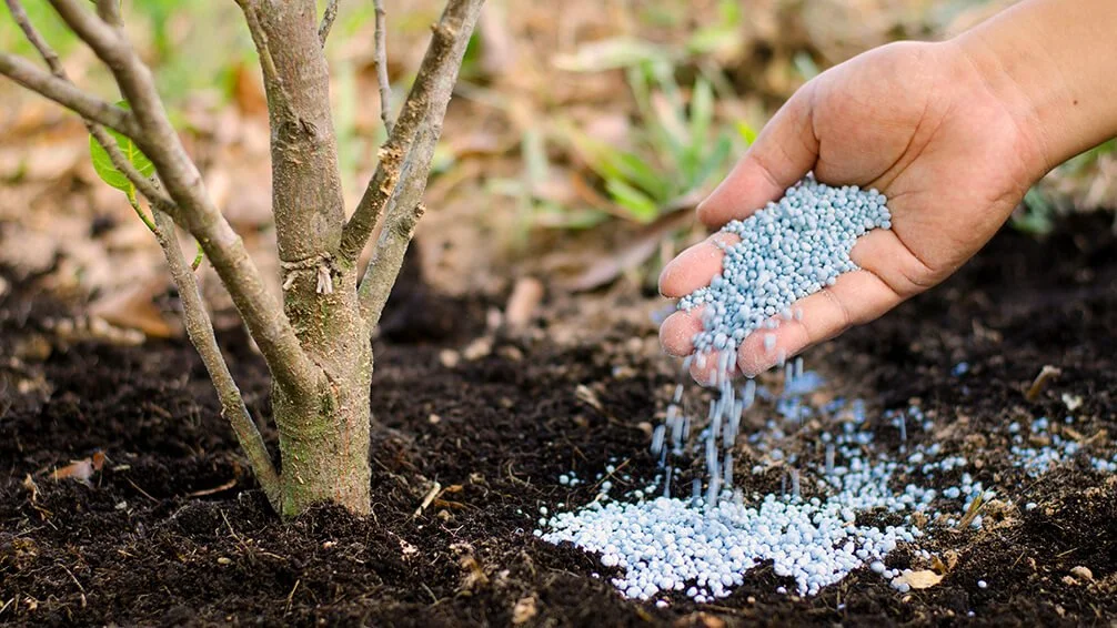 Hand planting blue fertilizer pellets near a young plant in soil