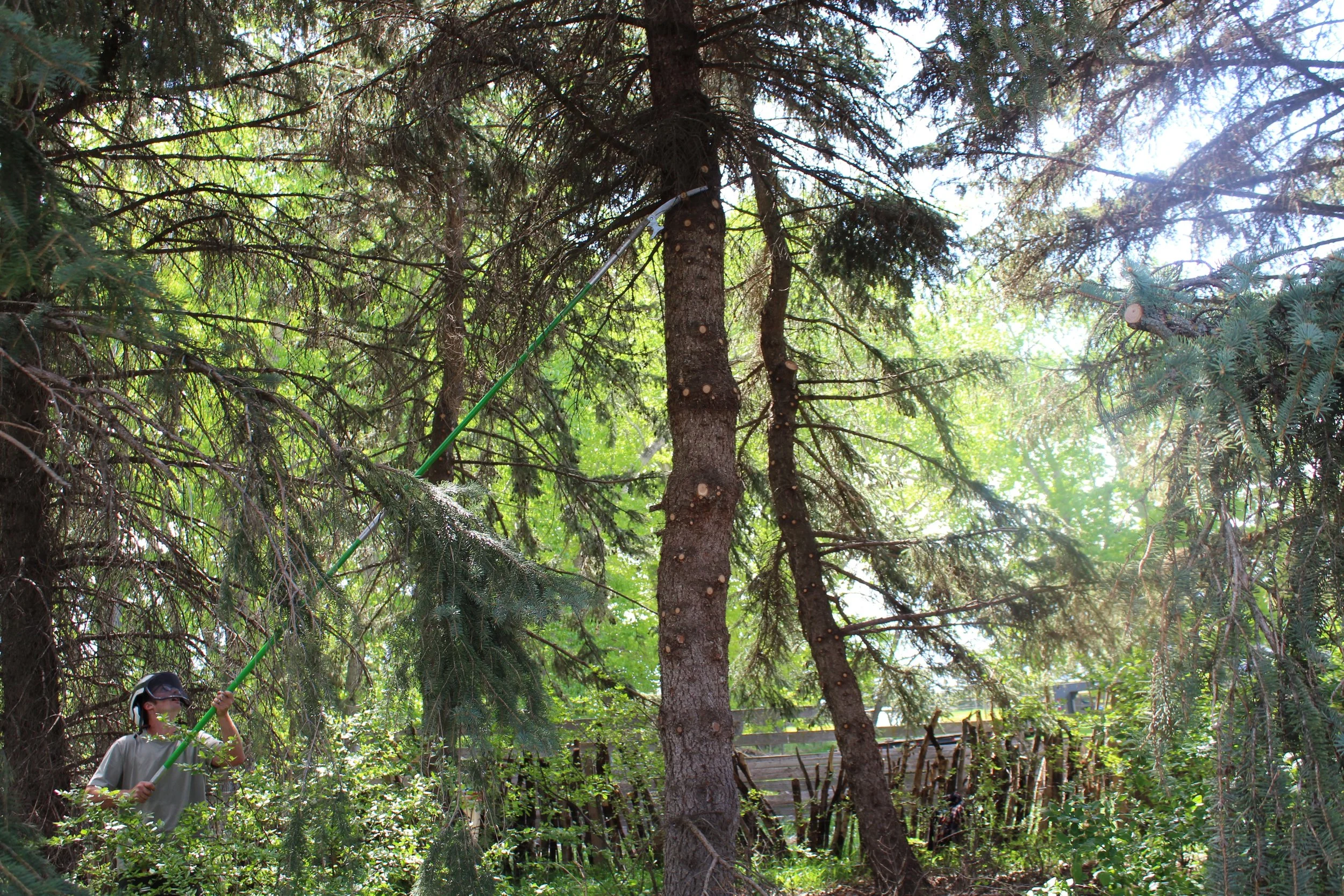 A person wearing safety glasses and a helmet uses a long stick to reach and trim branches on a tall tree in a lush green outdoor area.