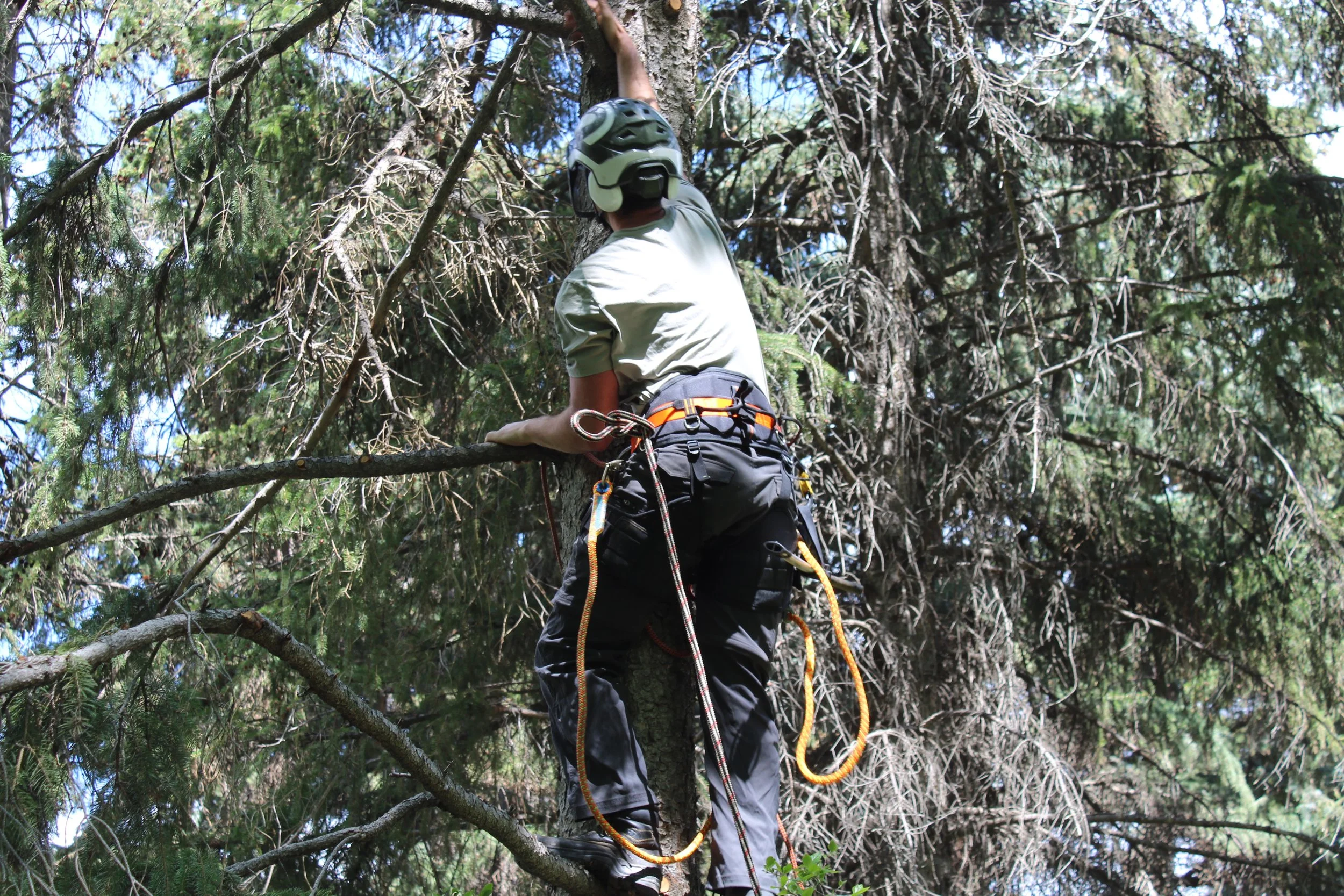 A person wearing a helmet, climbing gear, and dark pants, is ascending a tree in a forest.