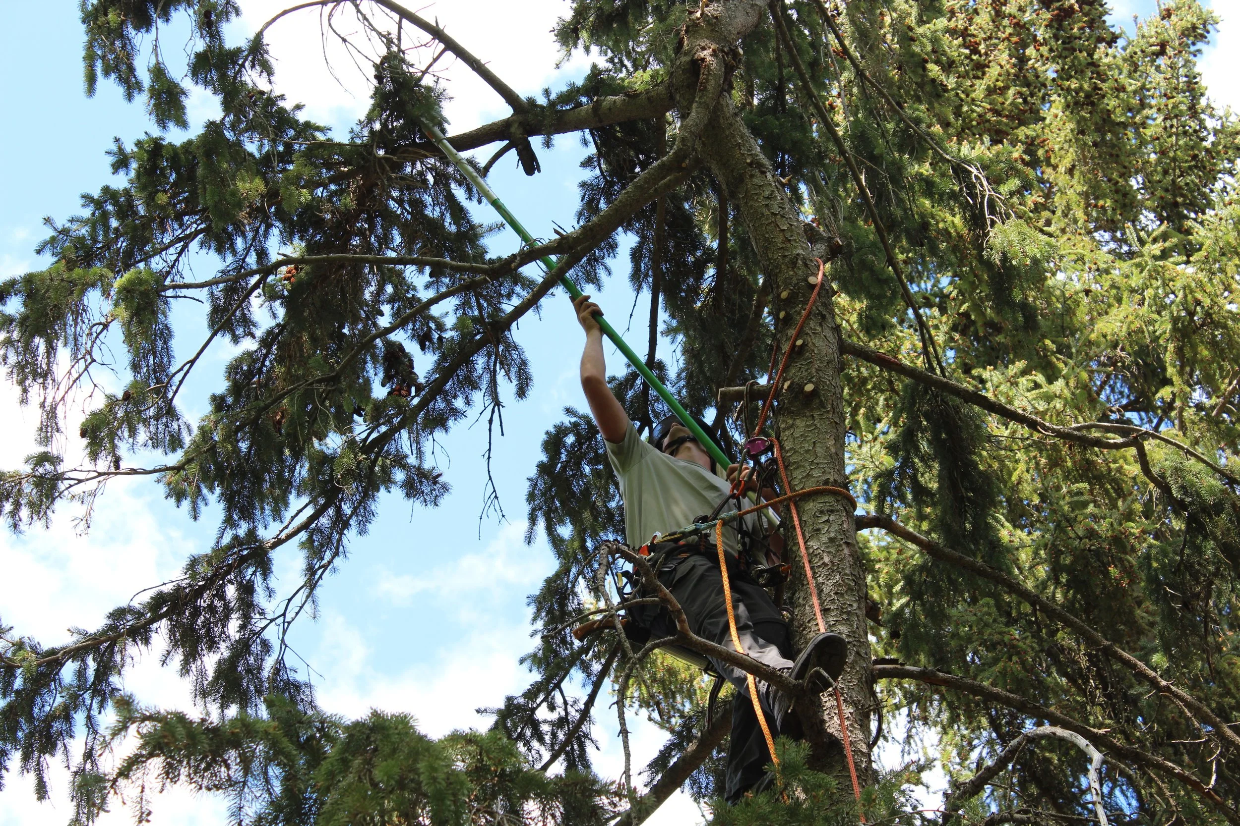 A person climbing a tall pine tree using safety ropes and equipment, reaching toward the branches on a sunny day with a blue sky and scattered clouds.