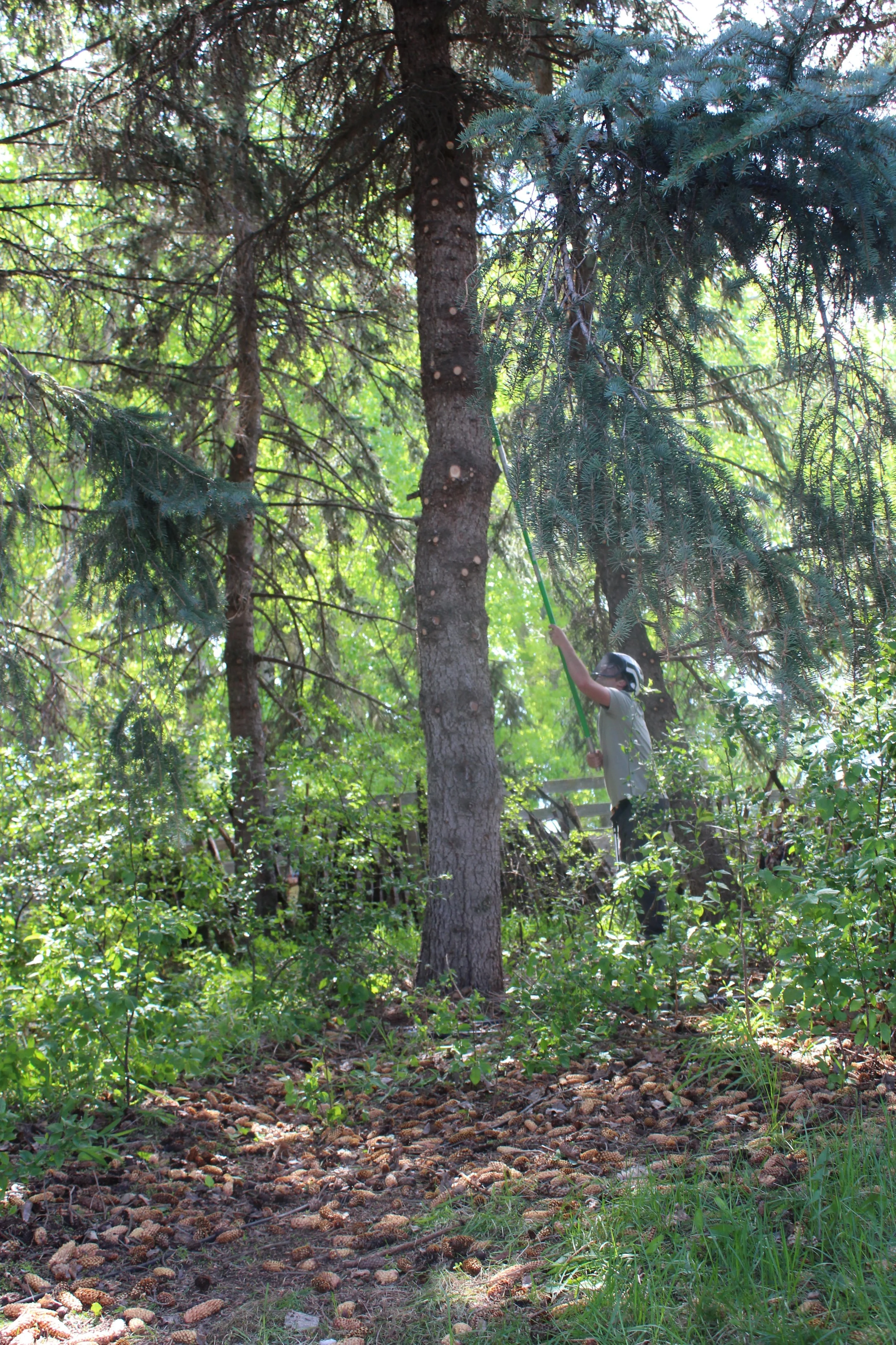 A person wearing a helmet uses a pole saw to trim tree branches in a wooded area with pine trees and green foliage.
