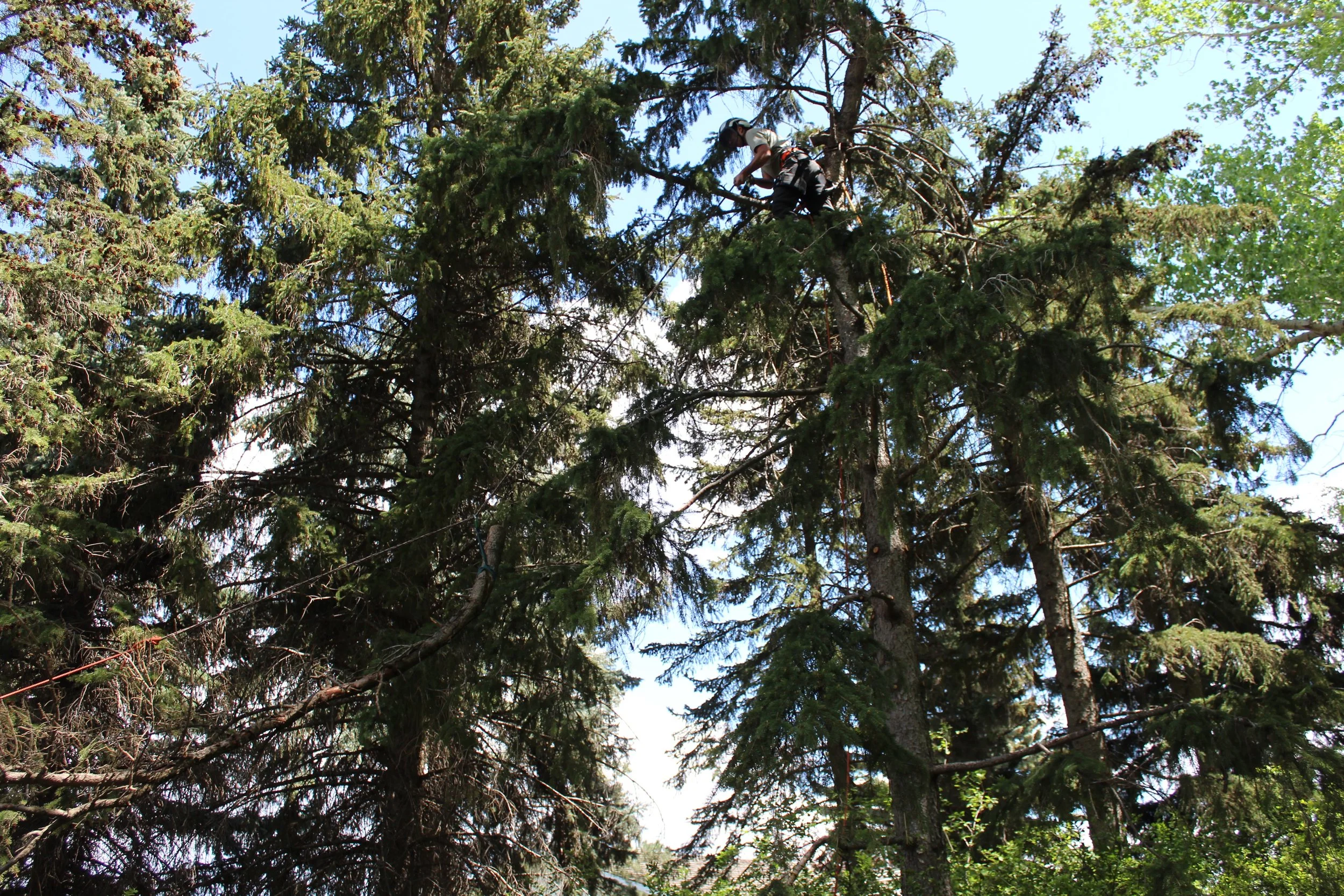 A person wearing a safety harness and helmet climbing or working on a tall pine tree in a forested area with blue sky and green trees in the background.