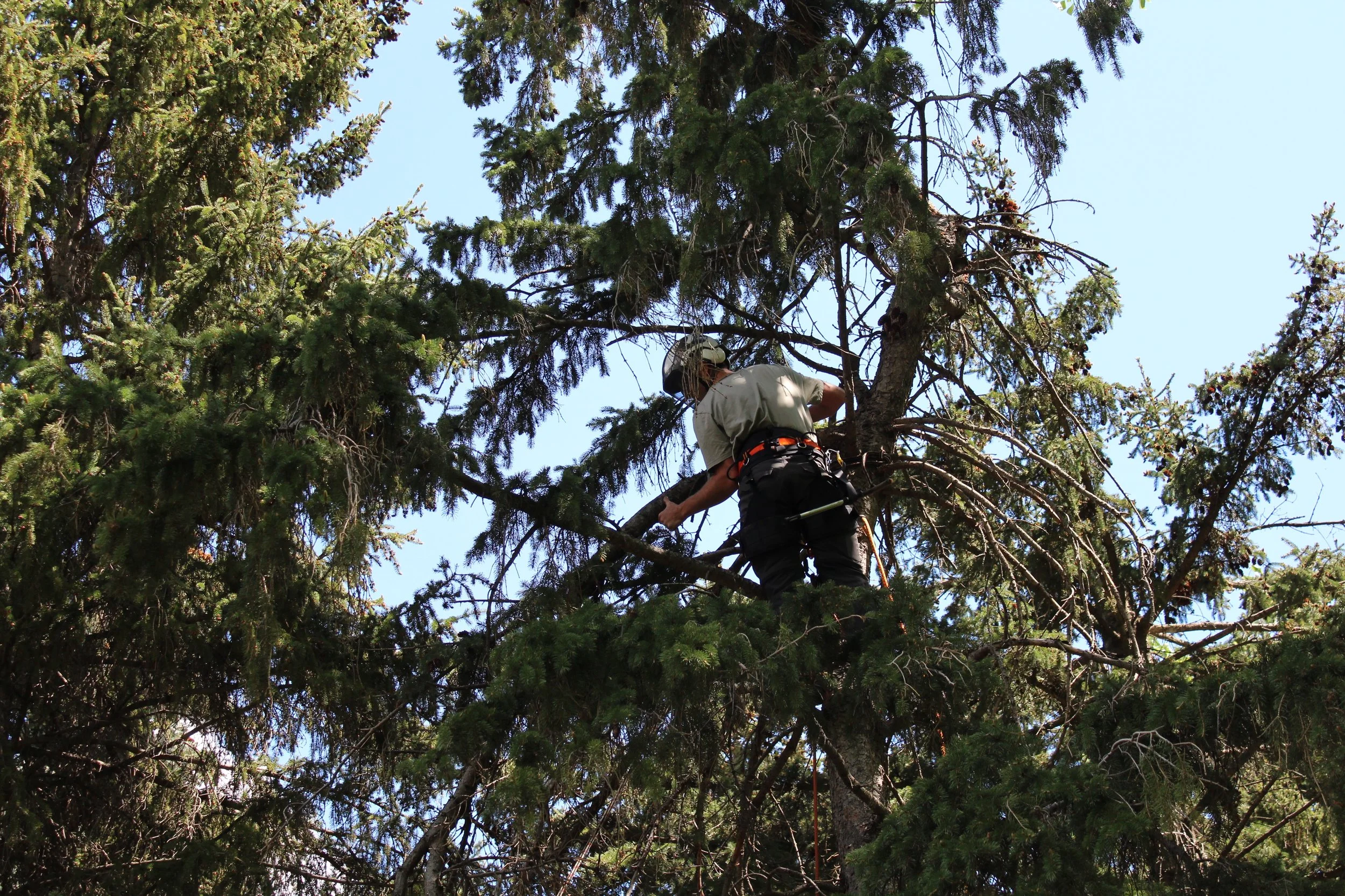A person is climbing a tall tree, wearing a helmet and safety harness, and using a tool to cut or trim branches.