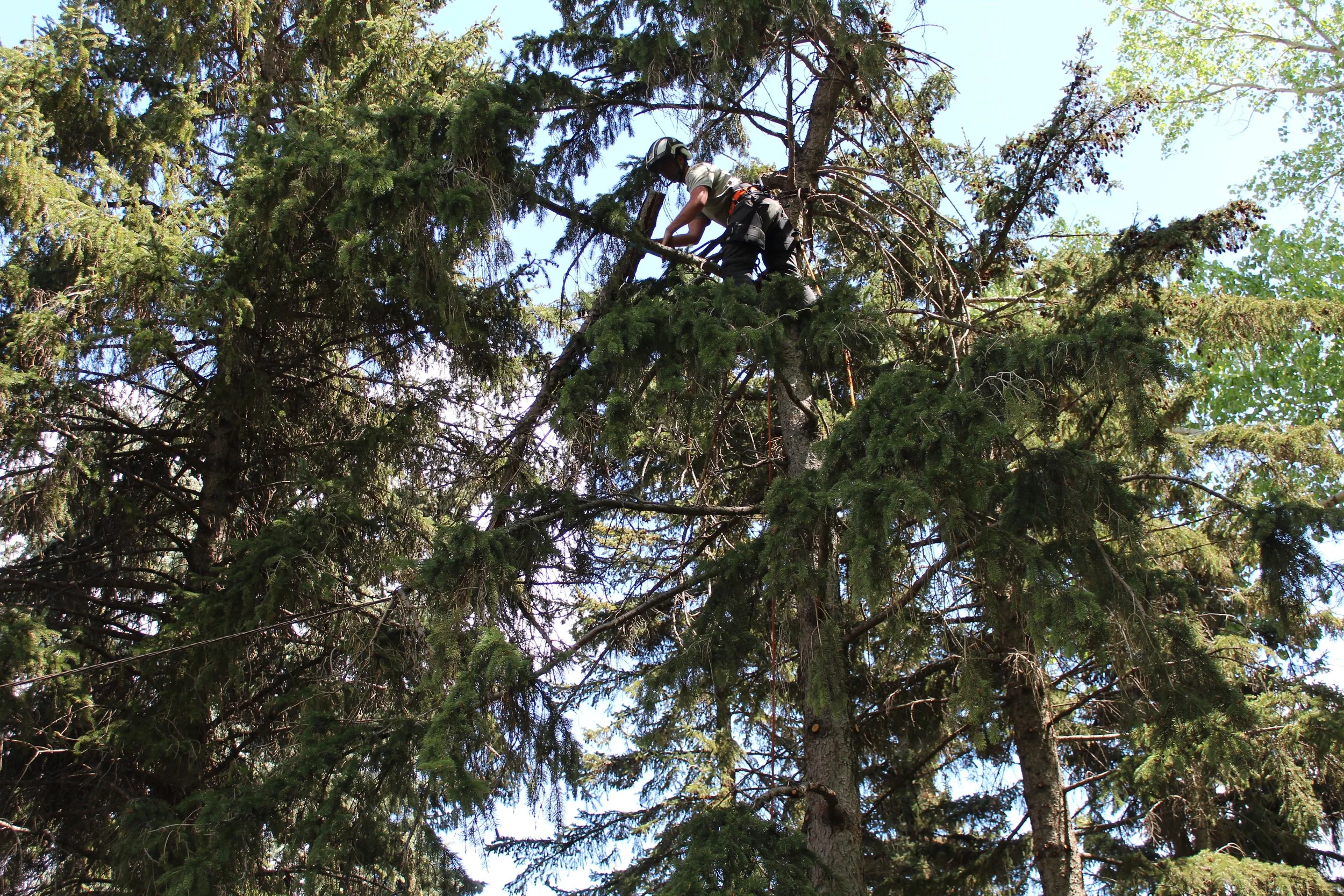 A person wearing a helmet and harness climbing a tall pine tree.