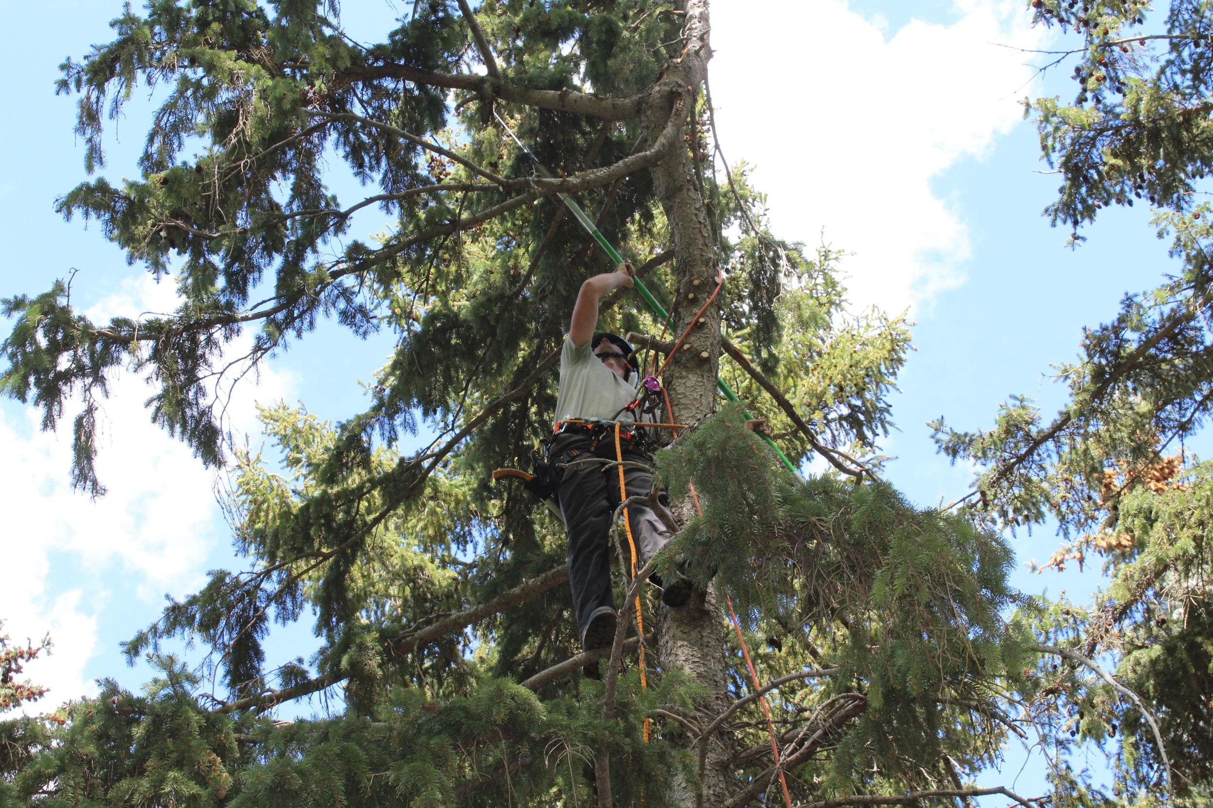 A person wearing safety gear is climbing or trimming a tall pine tree using ropes and climbing equipment, surrounded by green branches and blue sky.