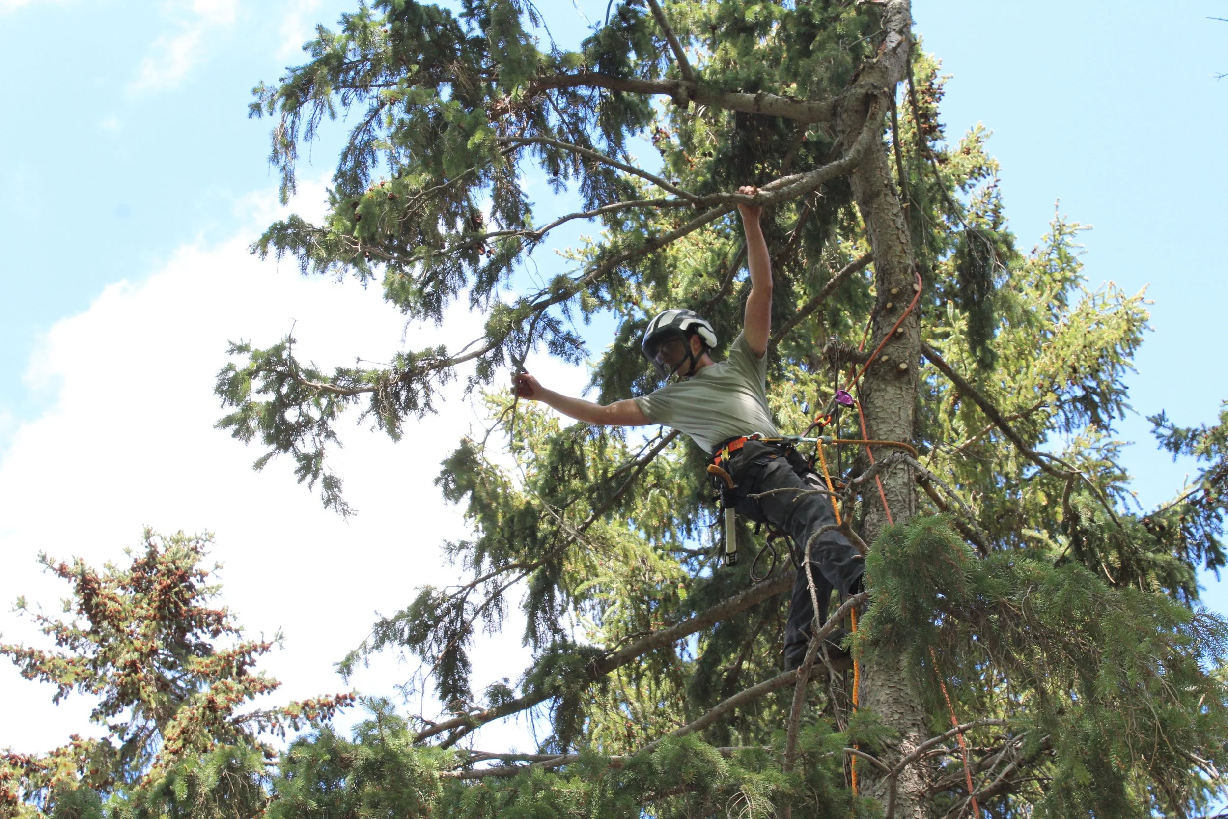 A person wearing a helmet and harness is climbing or perched in a tall pine tree, surrounded by green branches and blue sky.