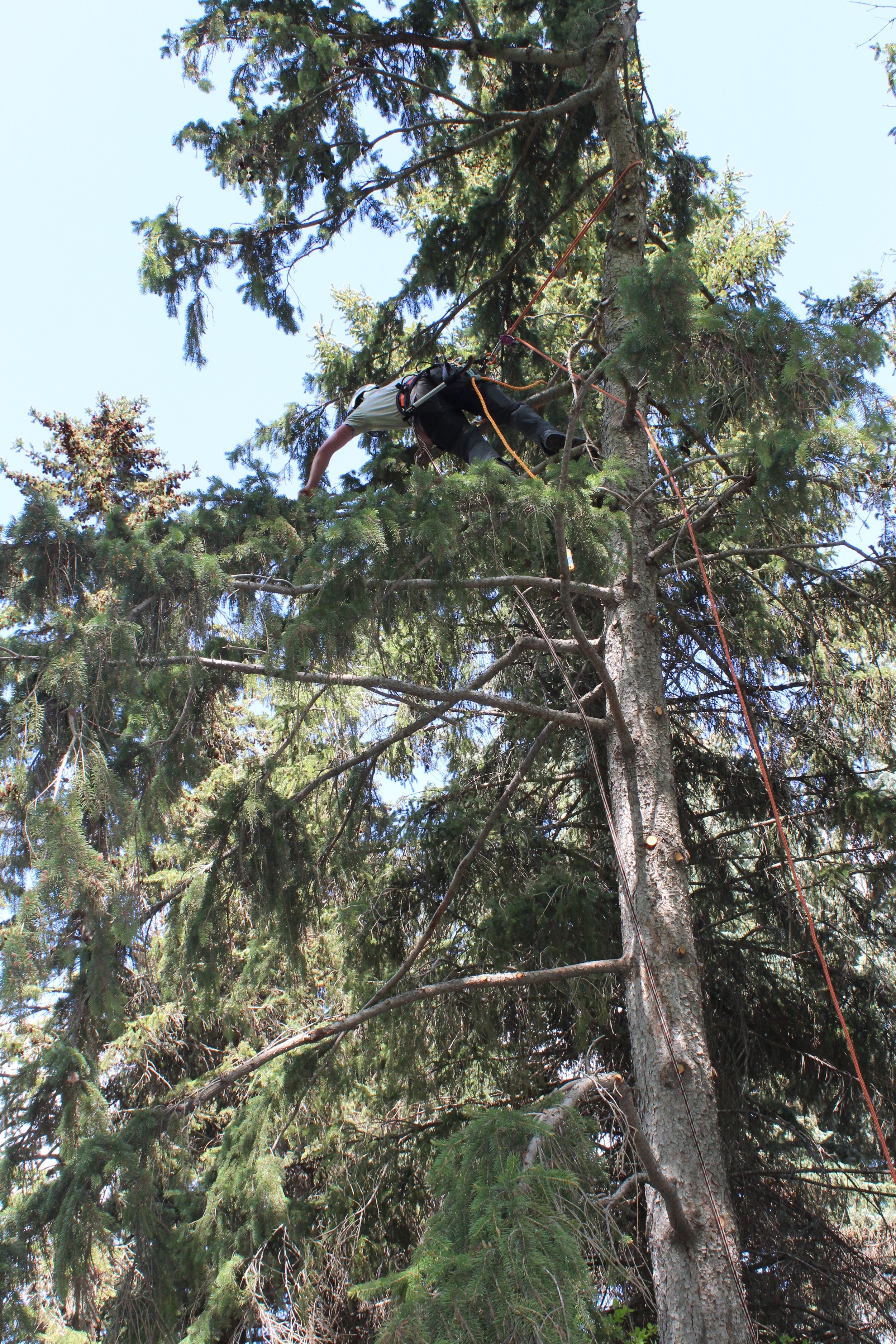 A person climbing a tall evergreen tree using climbing gear and ropes, with branches and blue sky visible.