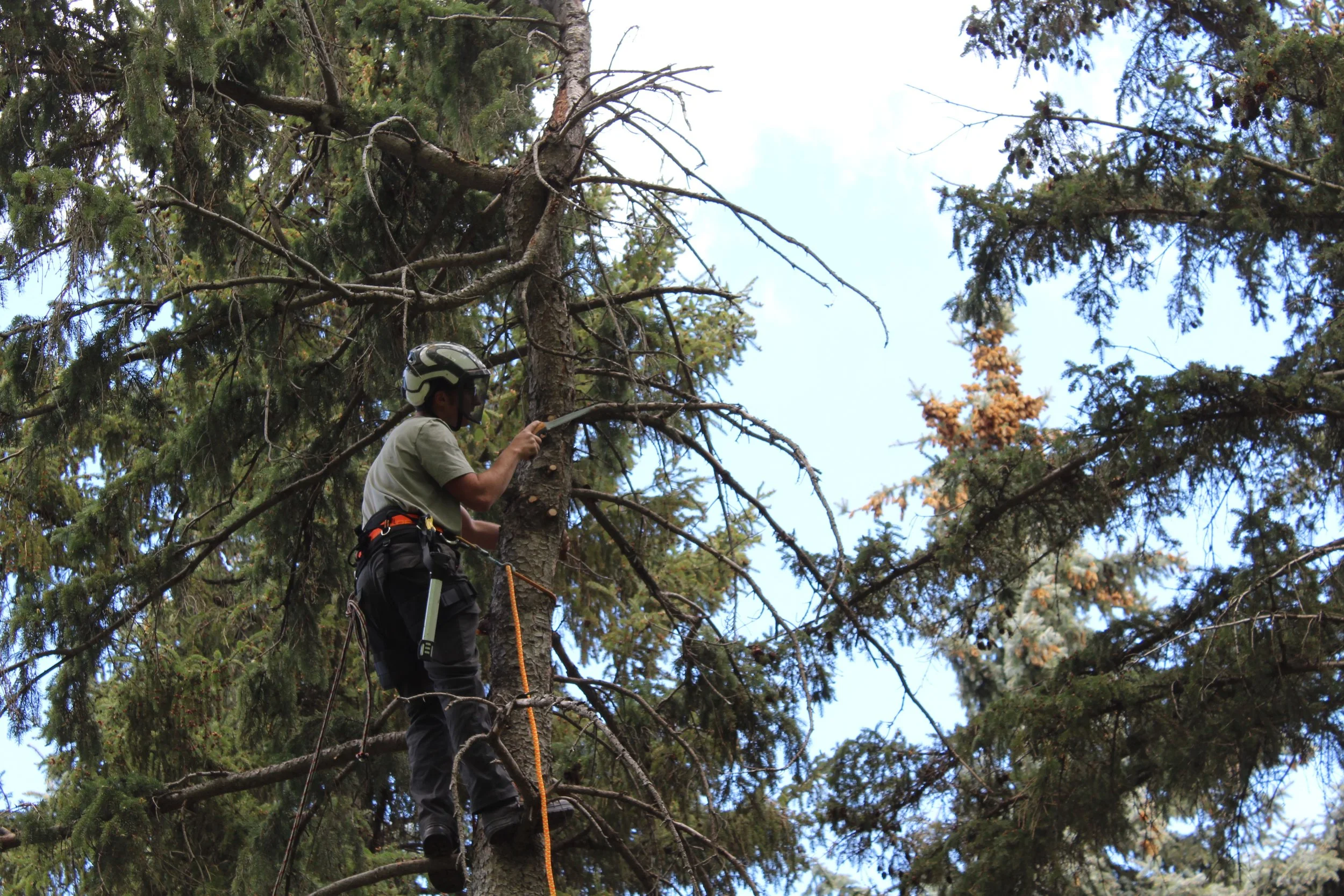 A person wearing a helmet and harness climbing a tree in a forest.