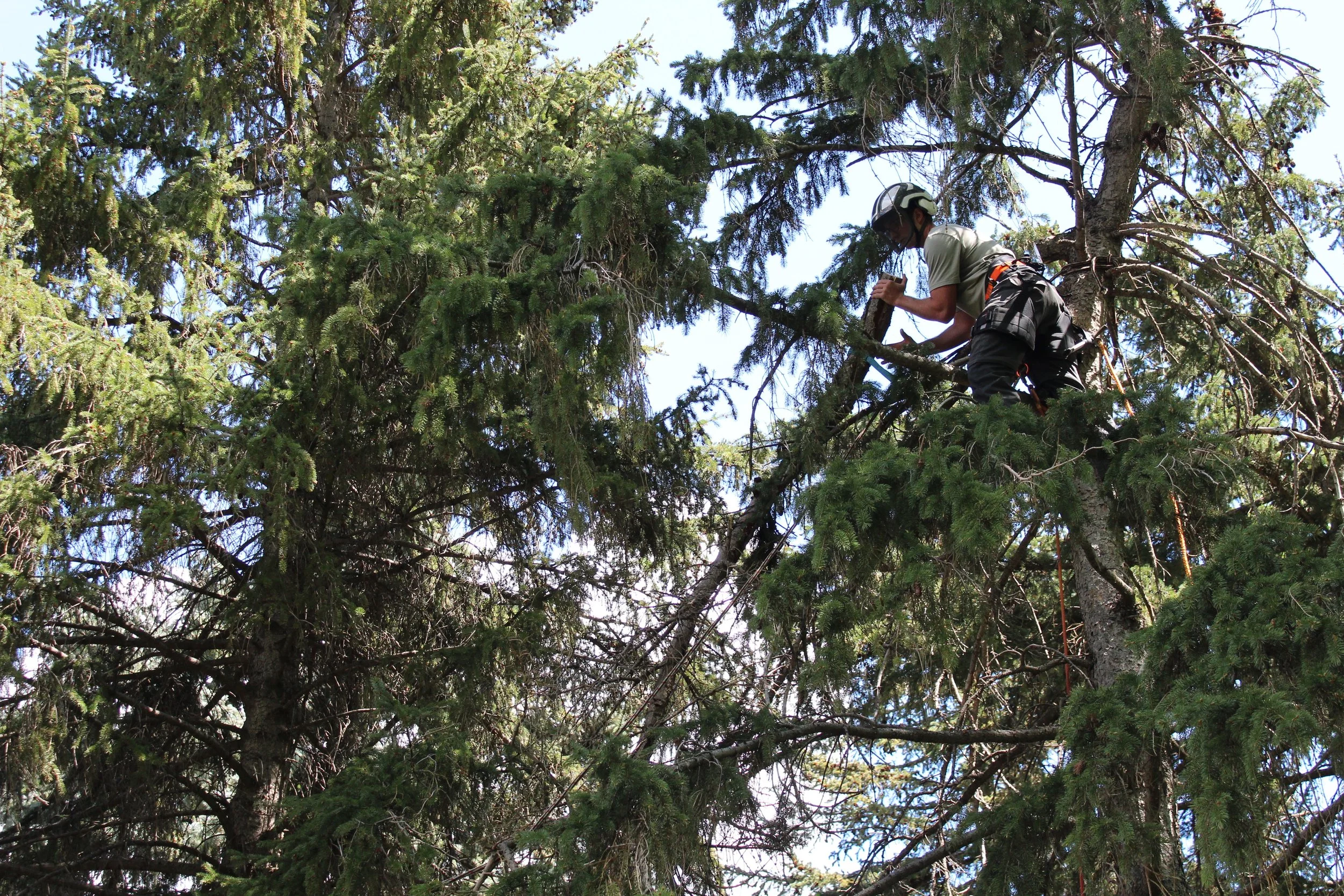 A person wearing a helmet and harness is climbing or working in a tall pine tree, using tools on the branches.