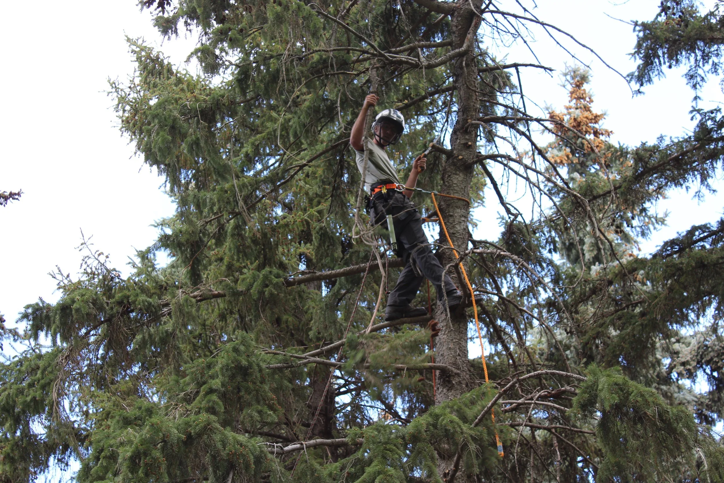 Person wearing helmet and climbing gear, standing on a branch high up in a pine tree, holding on to another branch.