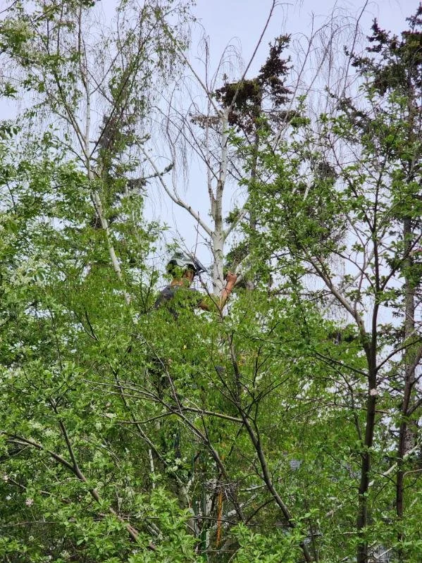 A person climbing a tree with dense green foliage and some bare branches, reaching towards the top of the tree where a bird's nest is located.
