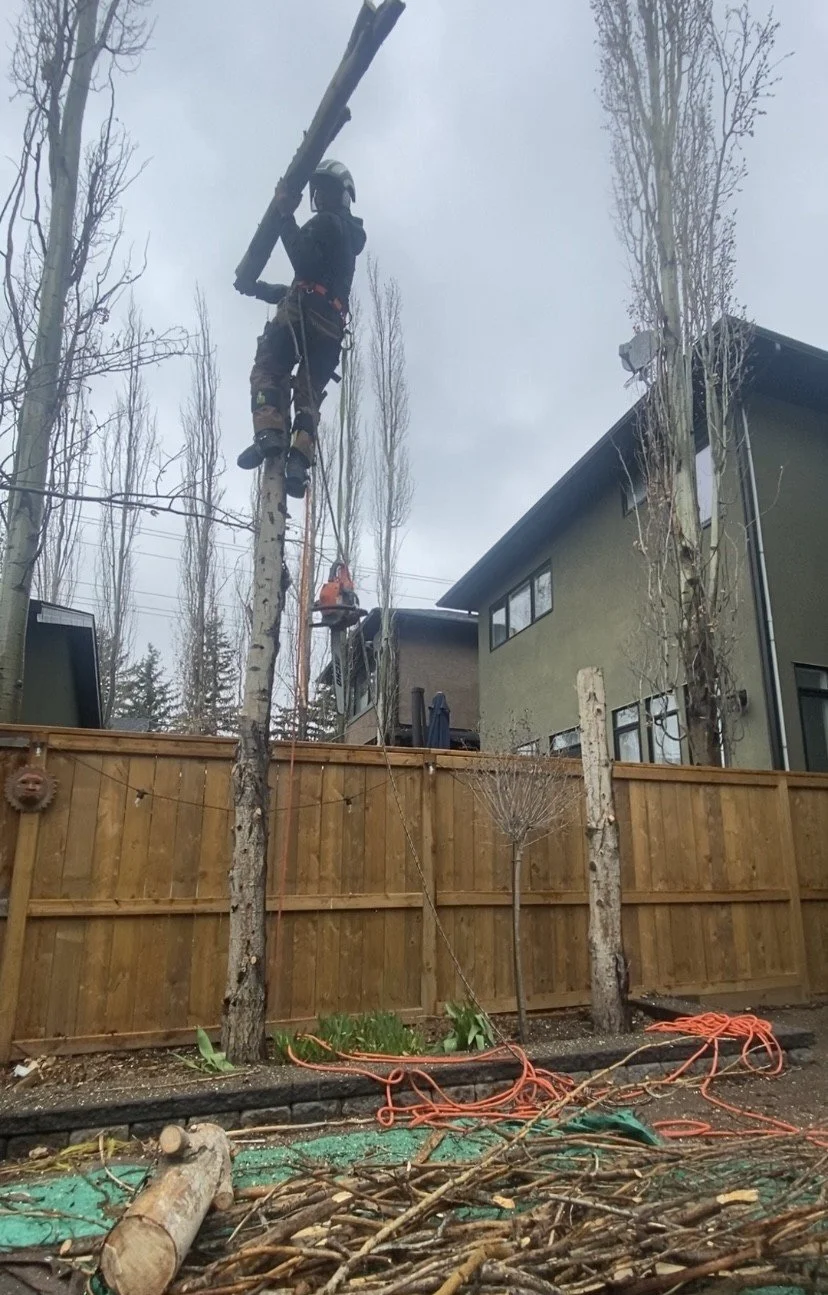 A person wearing safety gear is cutting or trimming a tall tree in a backyard using a chainsaw and climbing equipment, with a wooden fence and neighboring houses in the background.