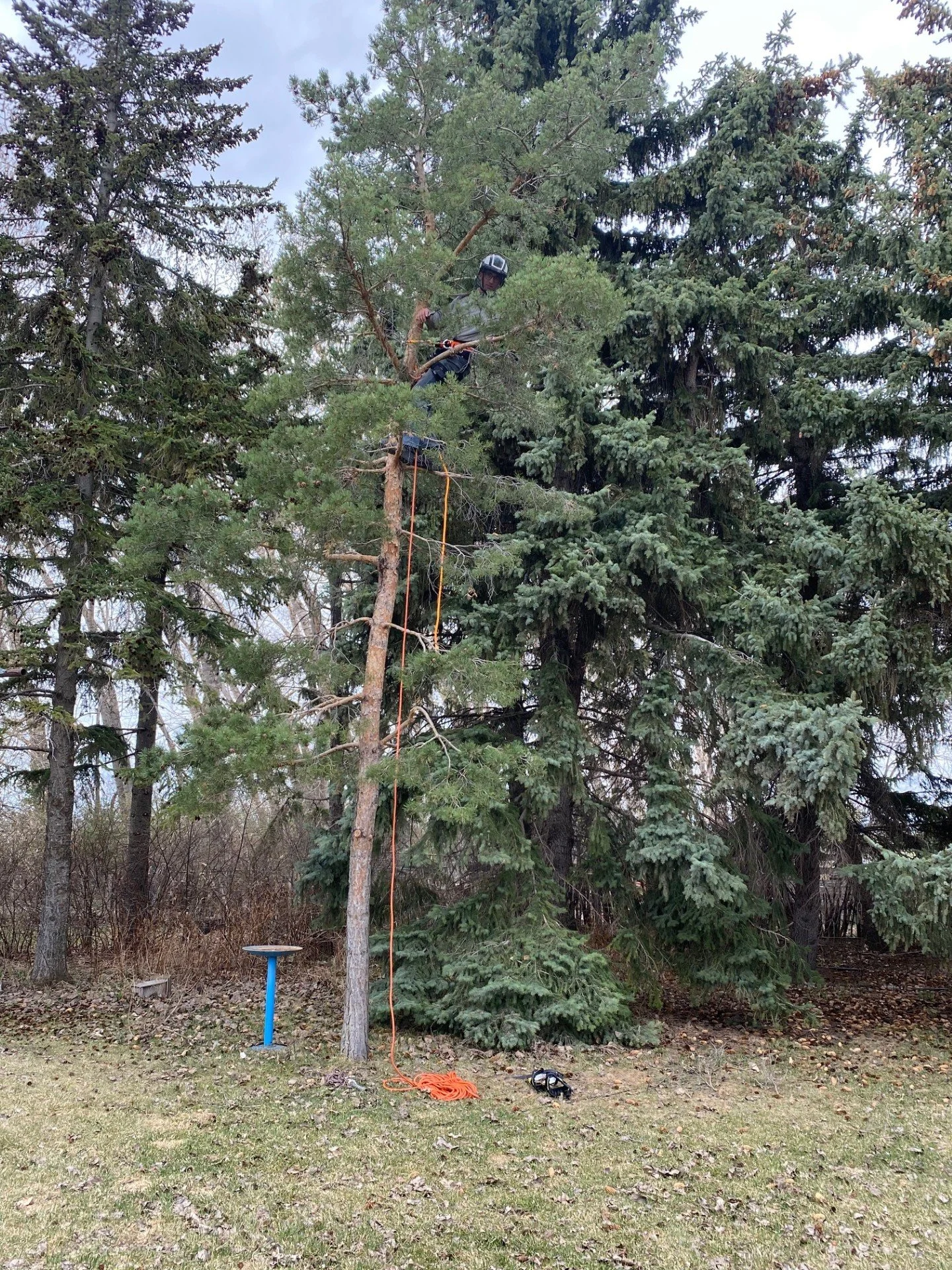 A person wearing a helmet and safety harness trimming the top of a tall coniferous tree with a chainsaw in an outdoor setting.