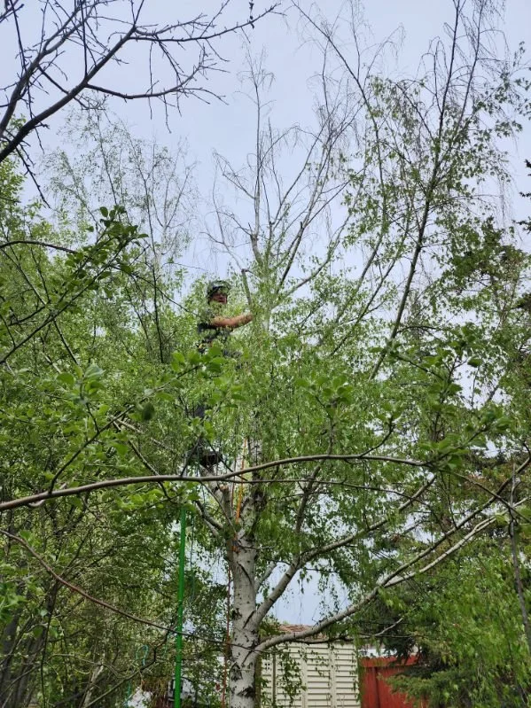 Person standing on a ladder in a tree, trimming or pruning its branches, in a backyard.