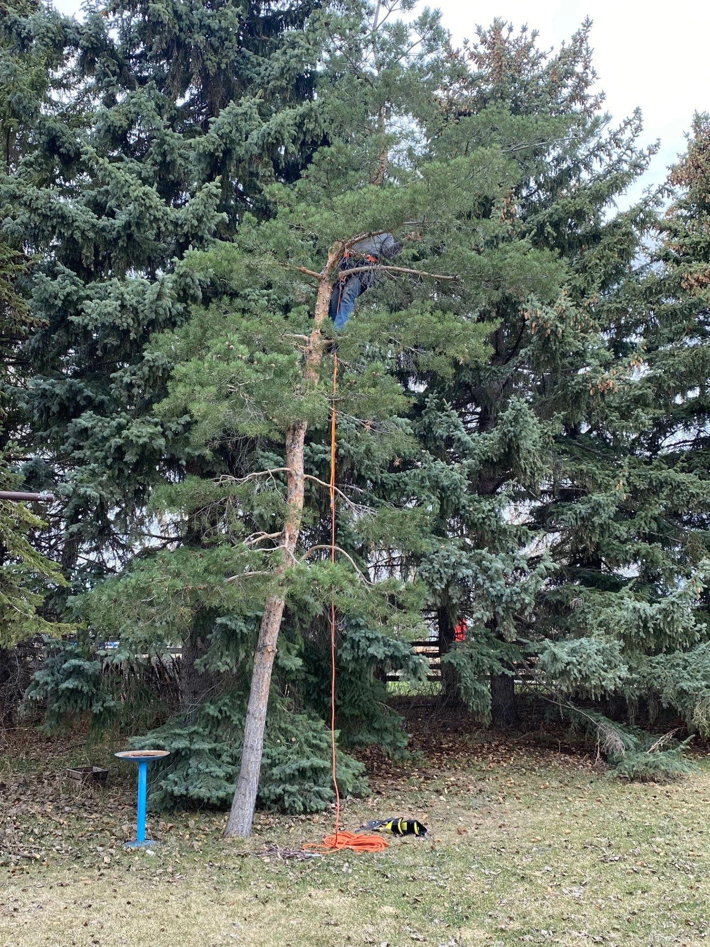 A person high in a pine tree using climbing gear, with orange ropes and harnesses, surrounded by other pine trees in a park or outdoor area.
