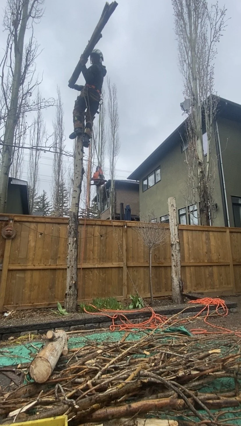 A worker wearing a safety helmet and harness is cutting and removing a tall tree in a backyard with houses and a wooden fence.