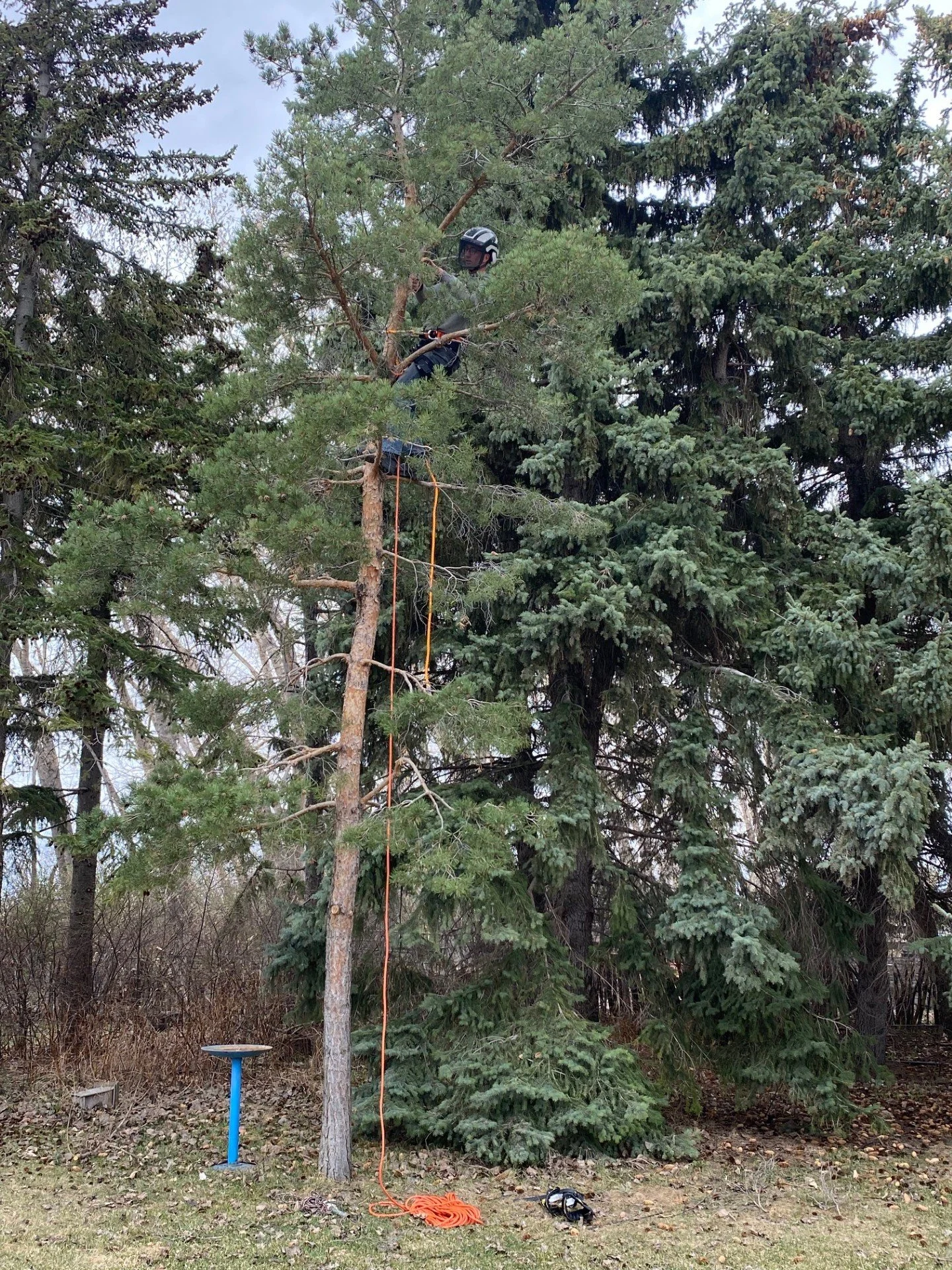 A person wearing safety gear and a helmet is climbing a tall pine tree with a rope. The tree is located in a wooded area with other trees. There is an orange climbing rope hanging down from the tree, a black helmet on the ground, and a small blue tab