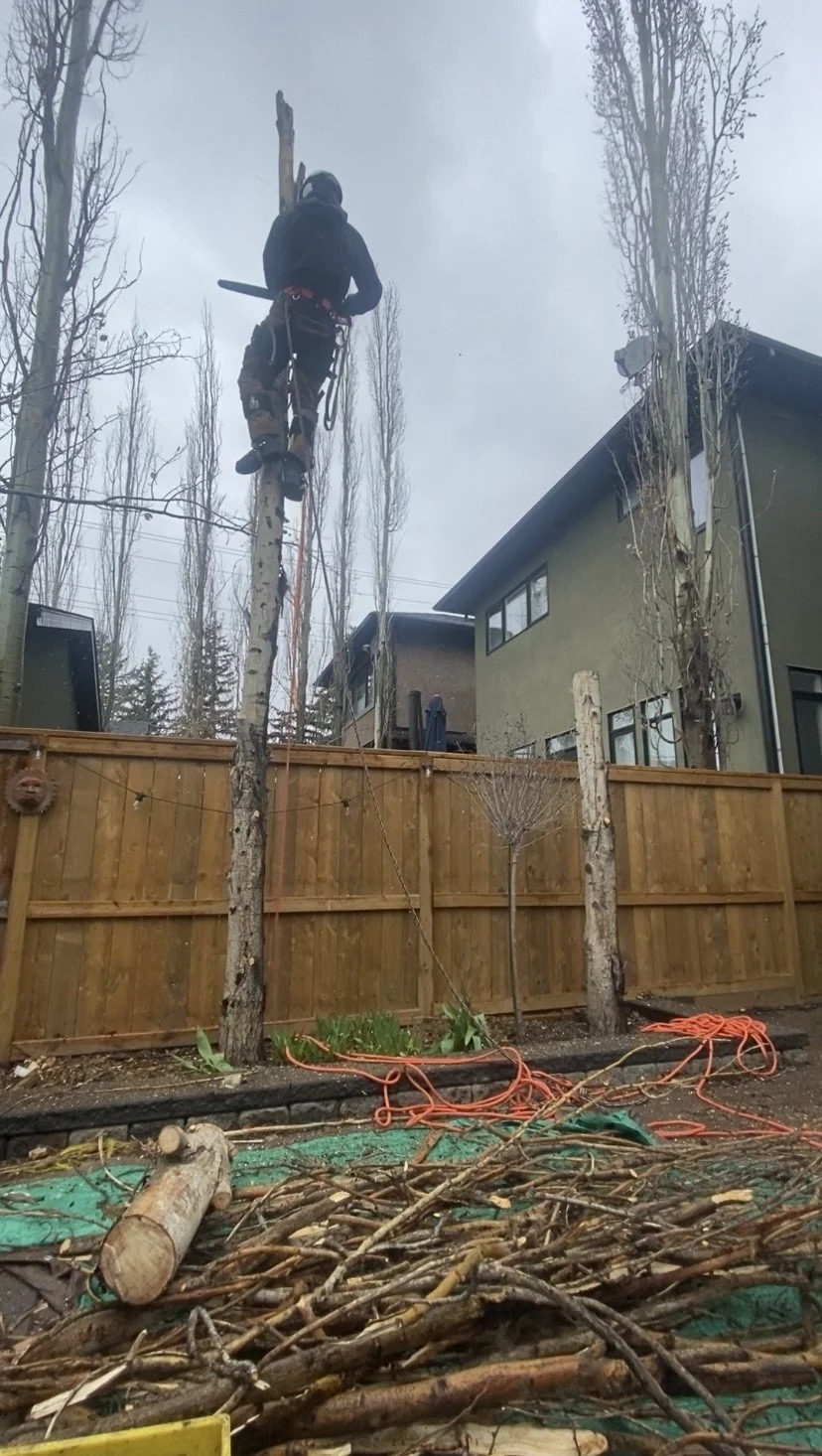 A person climbing a tall tree in a backyard, wearing safety gear, with branches and wood on the ground, and houses and trees in the background on a cloudy day.