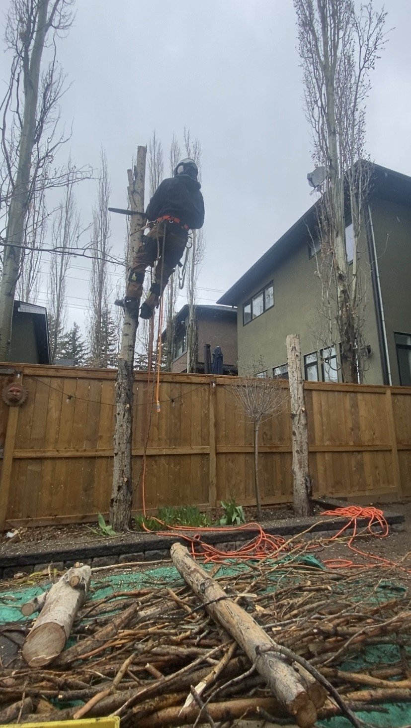 A worker in safety gear trimming or removing a tree in a backyard, with cut branches and logs on the ground, and a wooden fence and modern house in the background.
