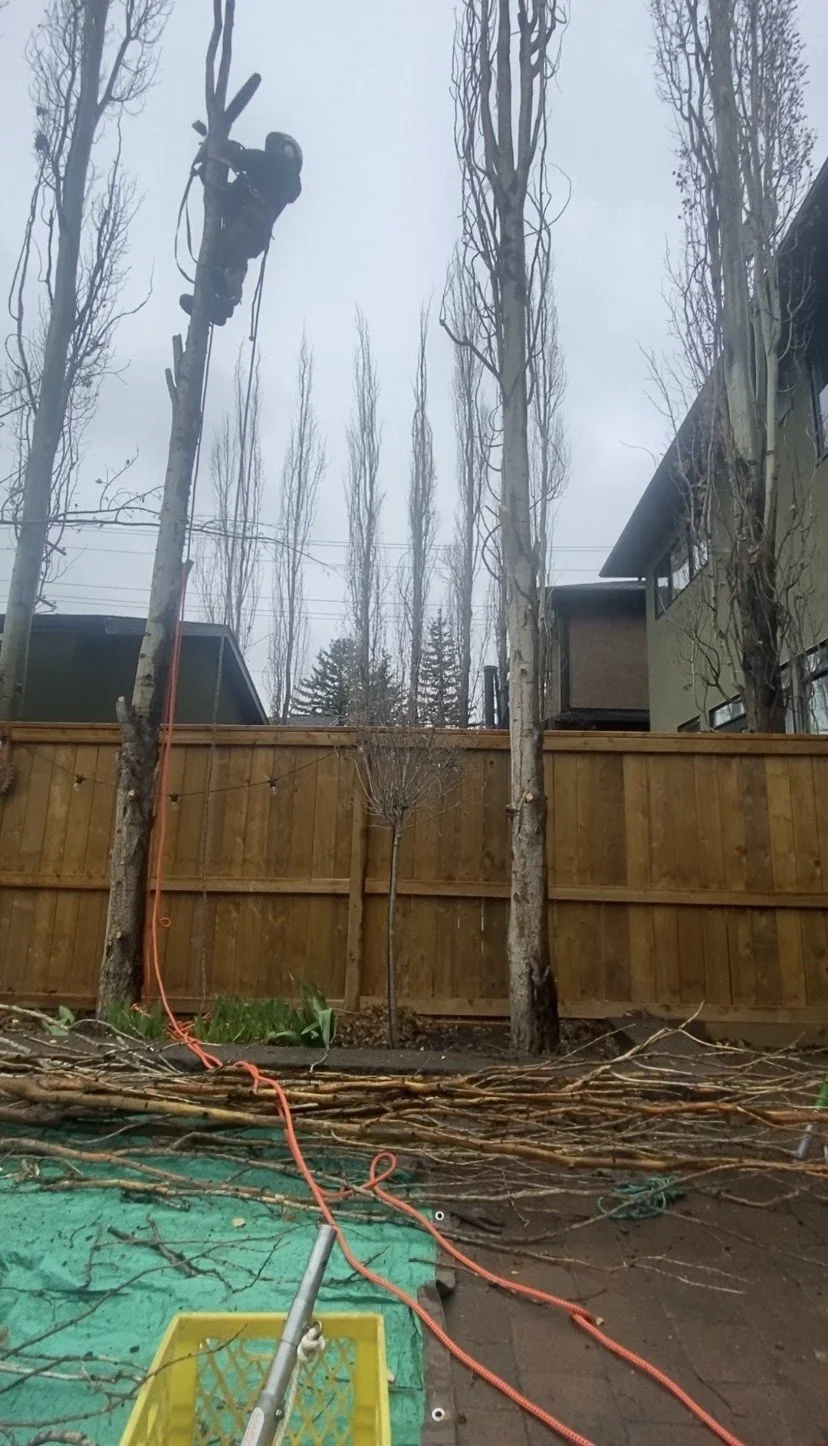 Tree worker cutting a tall tree near a residential area with houses and a wooden fence, on a cloudy day.