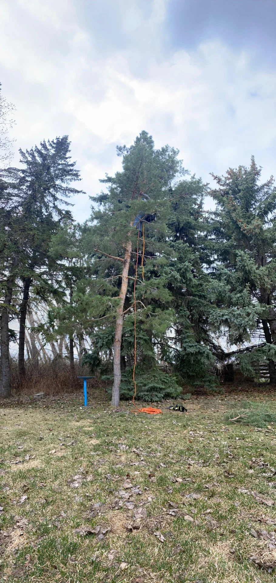 A person is climbing a tall pine tree with safety equipment, including ropes. Ground level shows a climbing harness, rope, and other gear, with trees in the background and a cloudy sky.