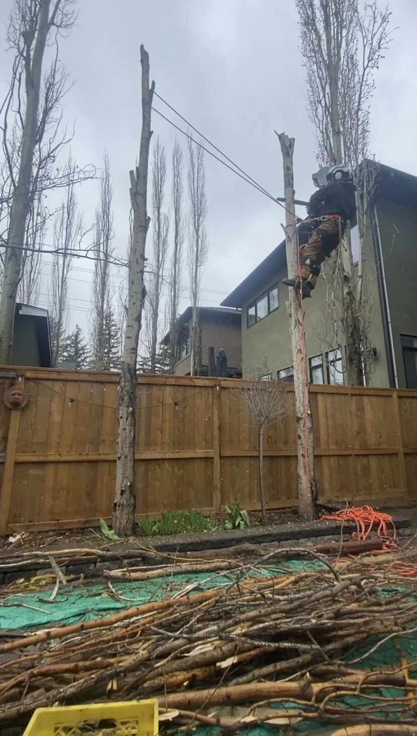 A worker is climbing a pole using safety harnesses and equipment, possibly trimming or repairing trees near a residential area with houses and a wooden fence, on a cloudy day.