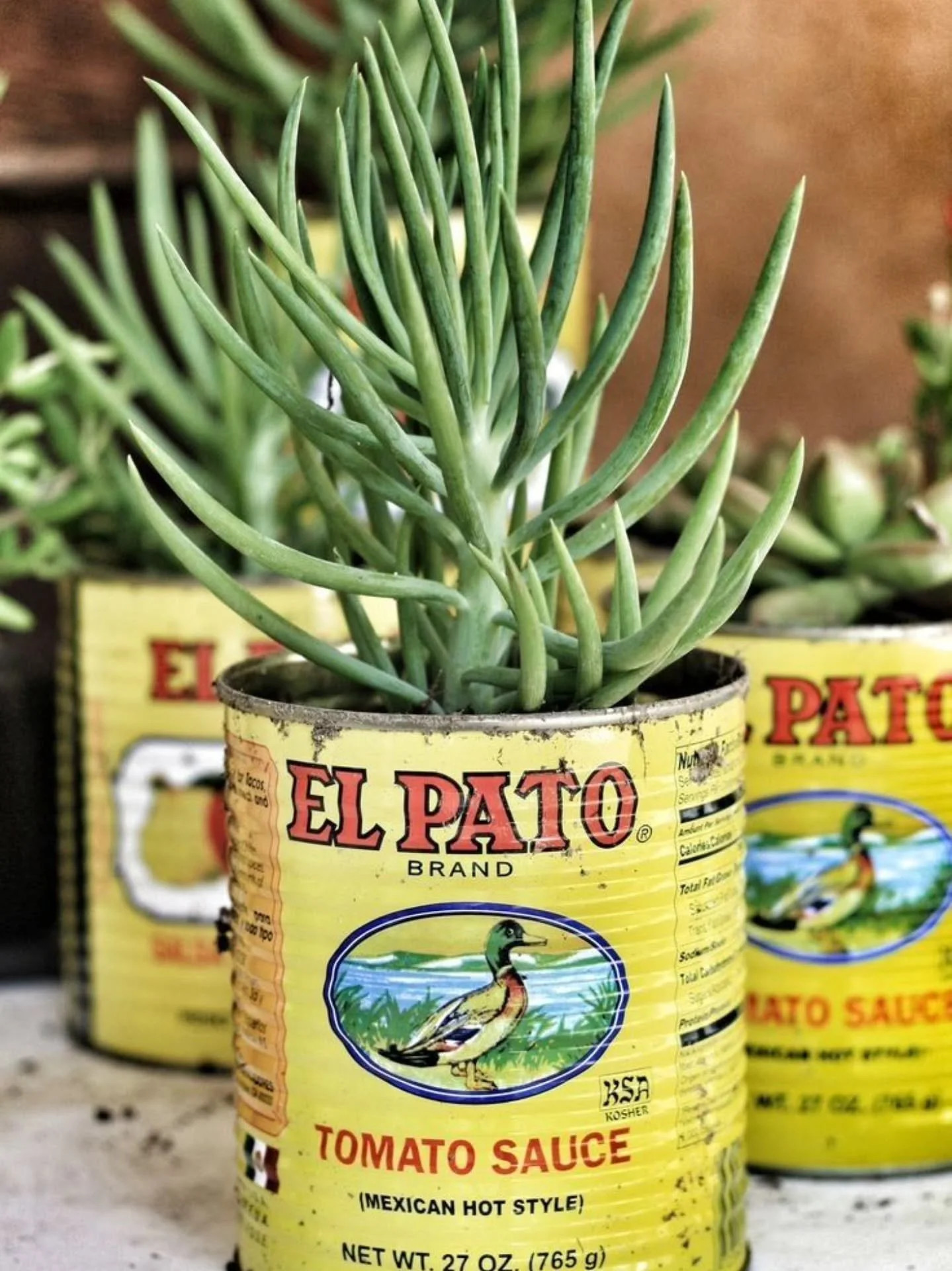 This Saturday, when you sit down to enjoy your barbecue, you'll see succulent arrangements by @gardencreationsbymilena, using upcycled tins from all over the globe!