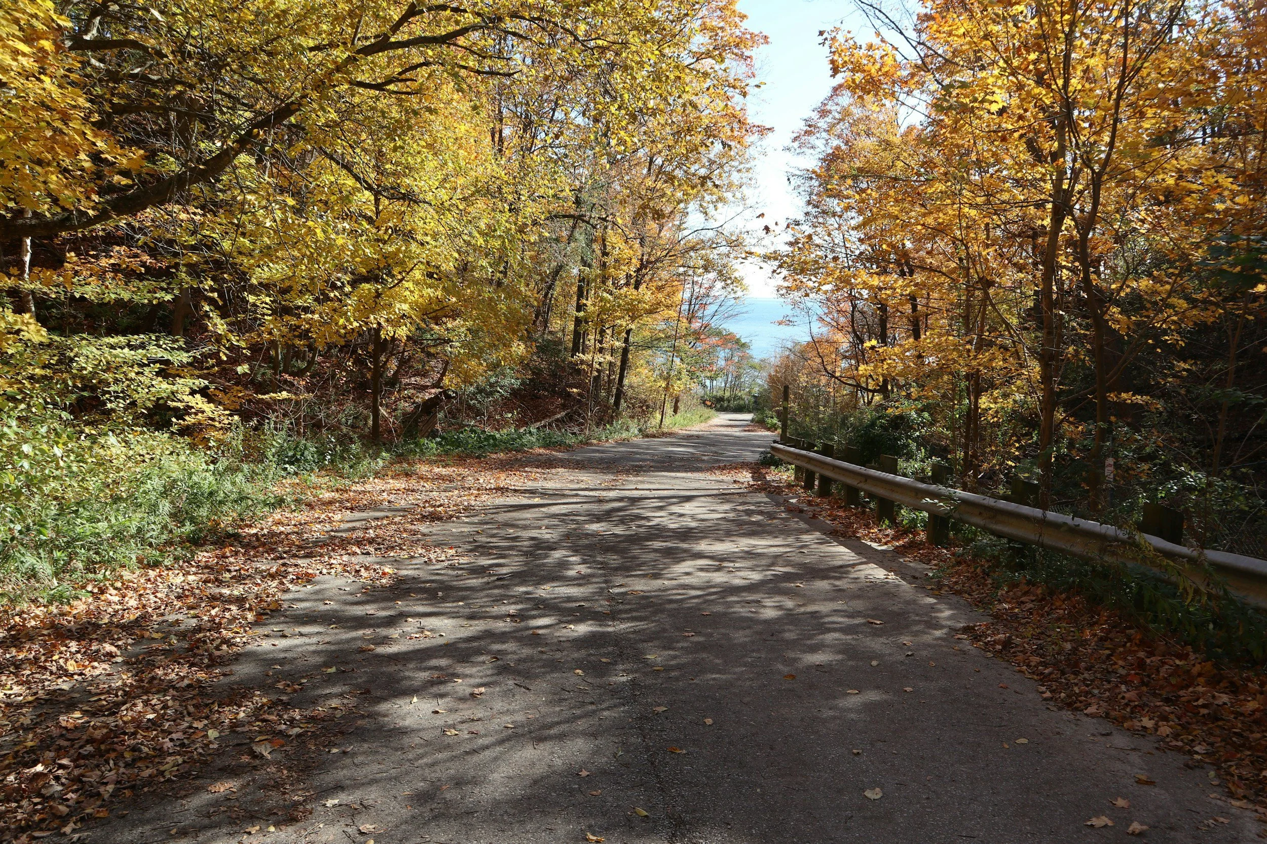 A dirt road through a forest with trees displaying fall foliage, fallen leaves on the ground, and a guardrail on the right side.