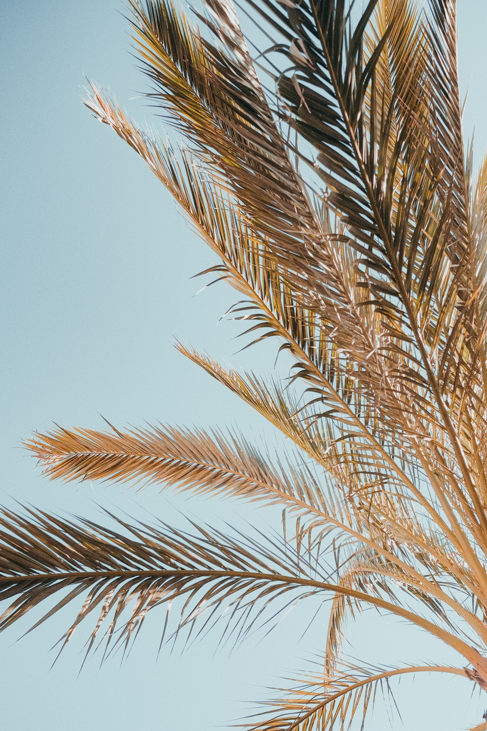 Close-up of palm fronds against a clear blue sky.