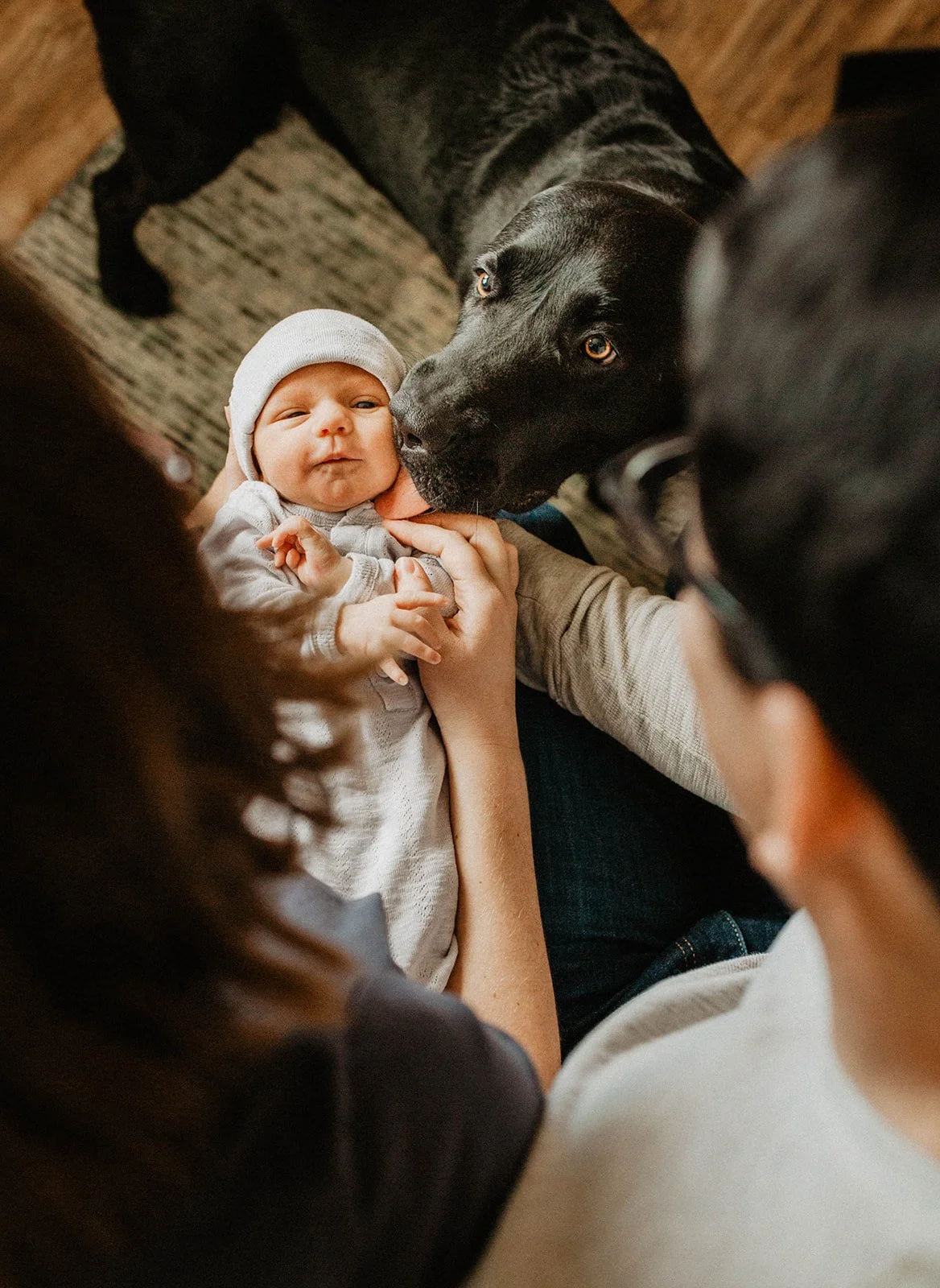 A baby in a light-colored outfit and hat is lying on a person's lap, with two large black dogs leaning over to sniff and interact with the baby.