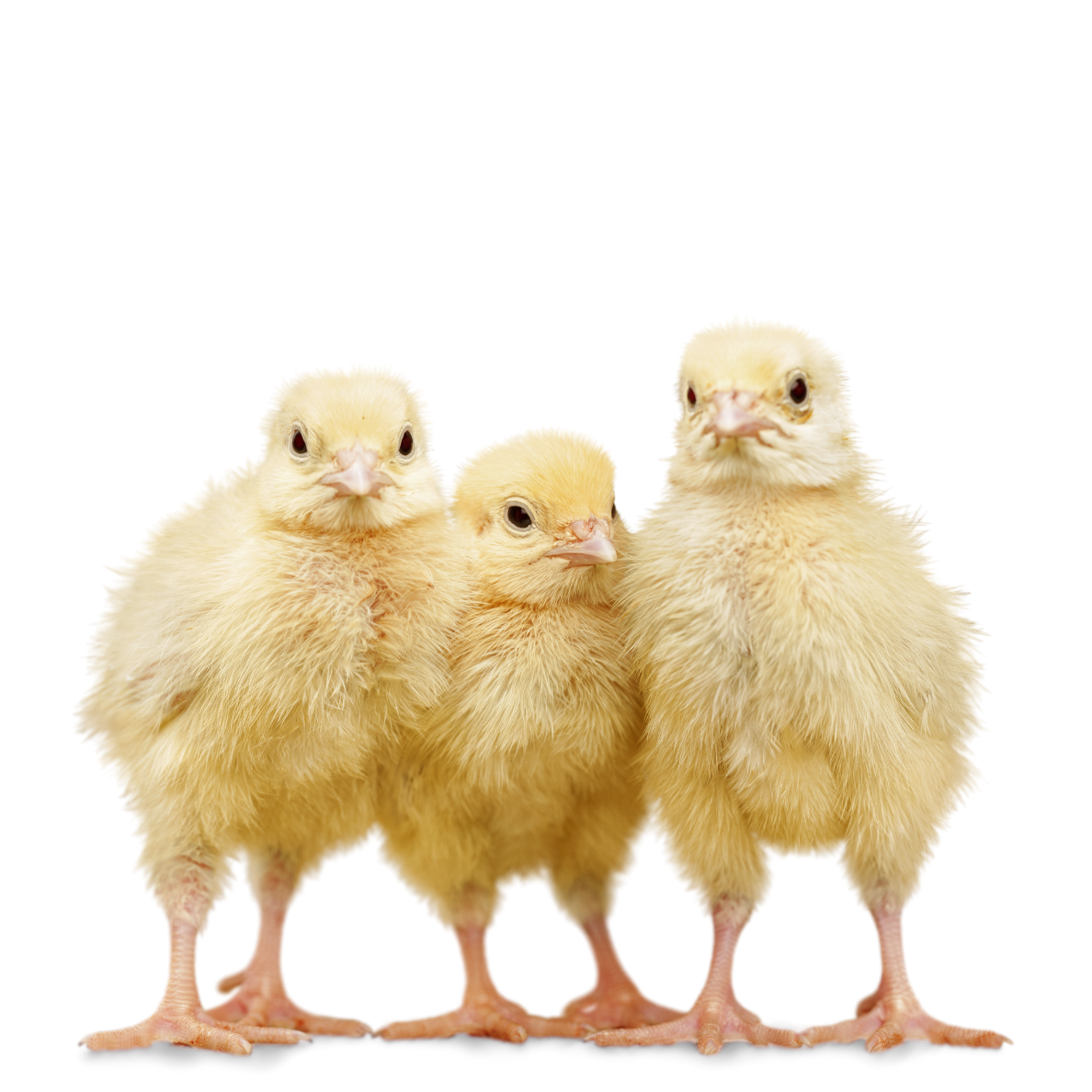 Baby chicks standing together