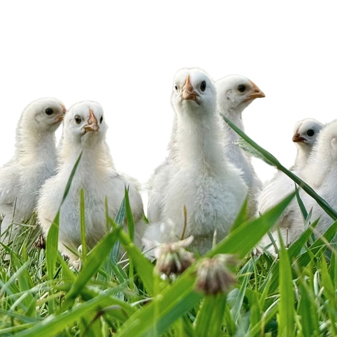 HVVN FARM CHICKENS.jpg