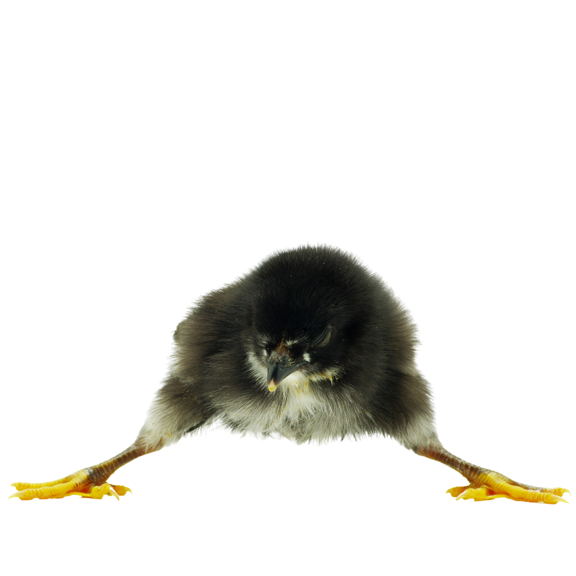 A chick with a bird's head photoshopped to have a human-looking face, wide stance, and fur on its head, with a black background.