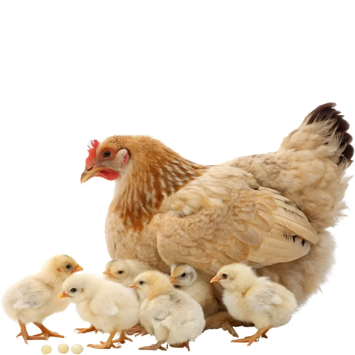 Mamma Hen and Baby Chicks
