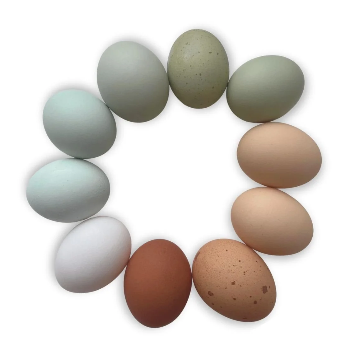 Colorful Eggs from HVVN FARM in Heathsville VA