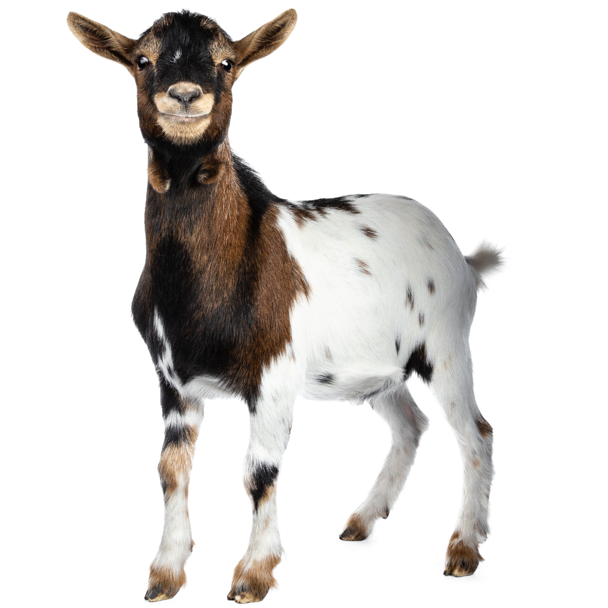 Baby Goat from HVVN Farm