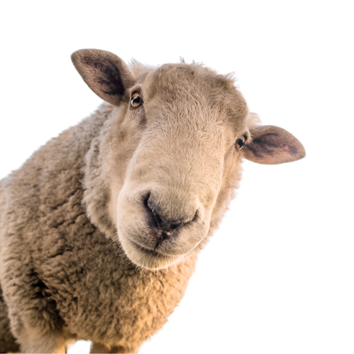 Close-up of a sheep's face with woolly fur, looking directly at the camera.