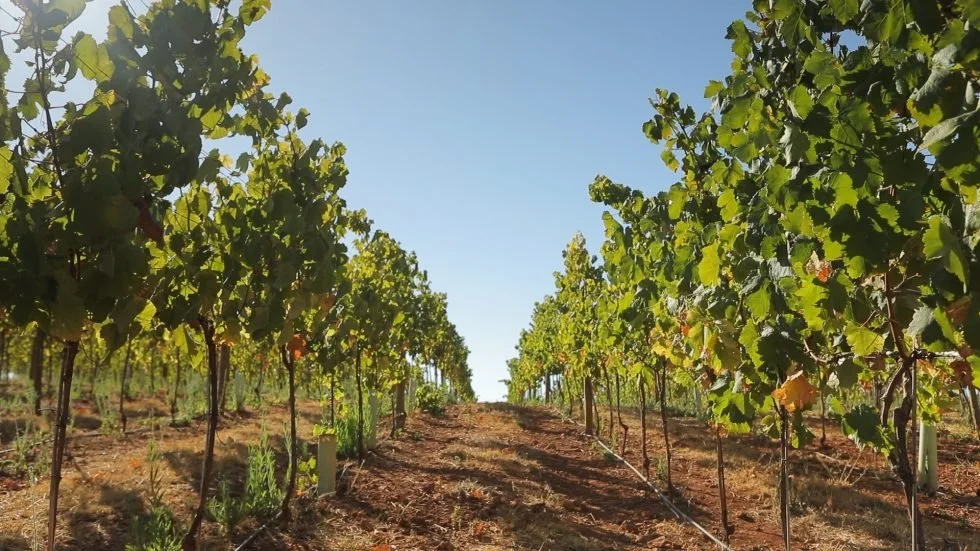 A vineyard with rows of grapevines on a sunny day with a clear blue sky.