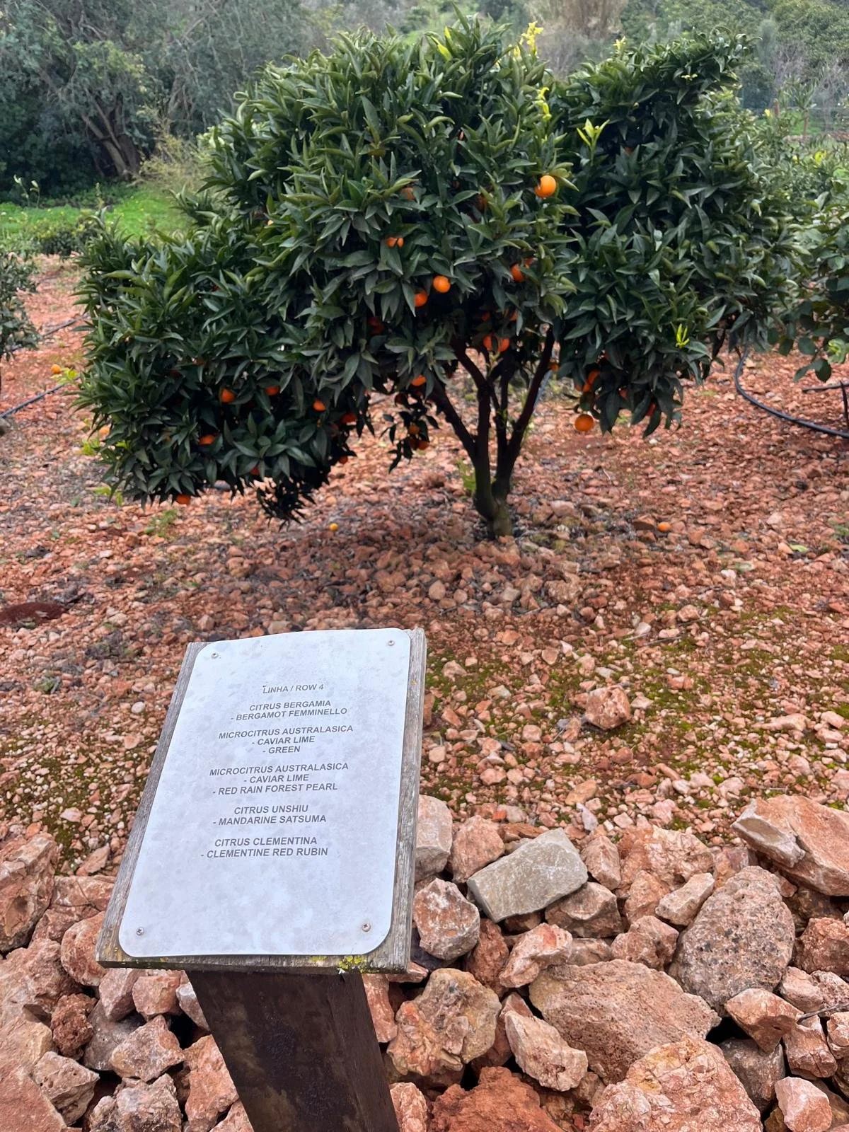 A small citrus tree with orange fruits in a garden. A metal sign nearby lists different types of citrus plants, including Bergamot and Kumquat.