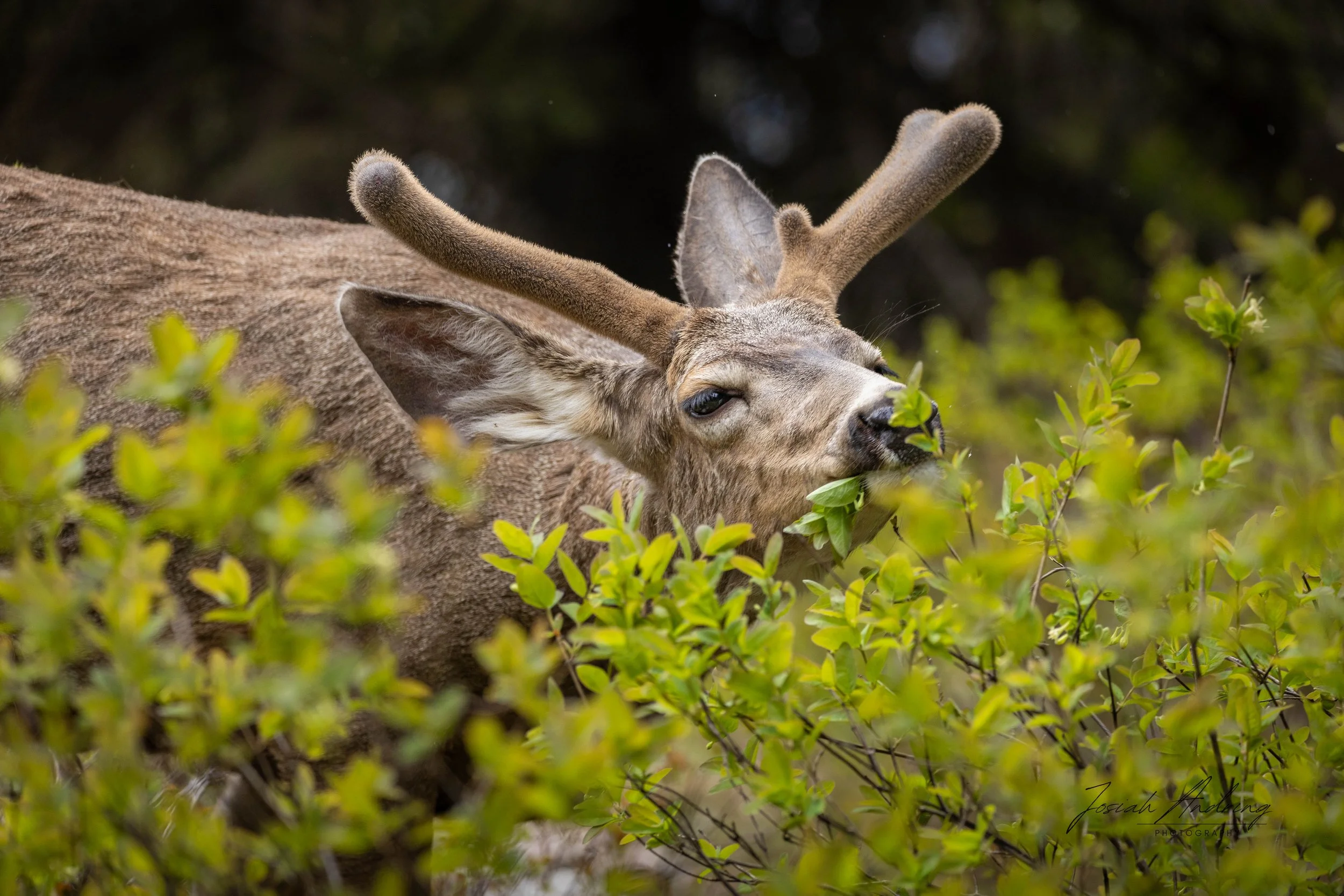 Leafy Lunch